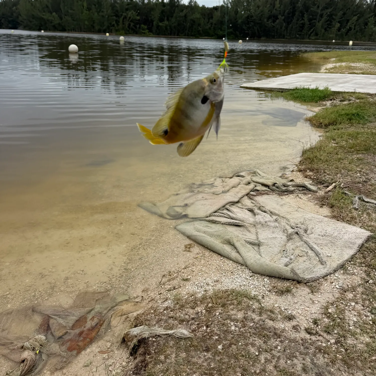 Bluegill caught on Fishbrain