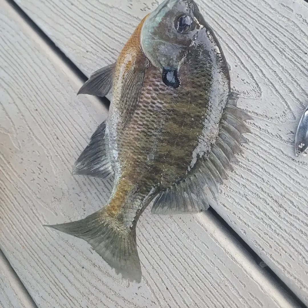 Bluegill caught on Fishbrain