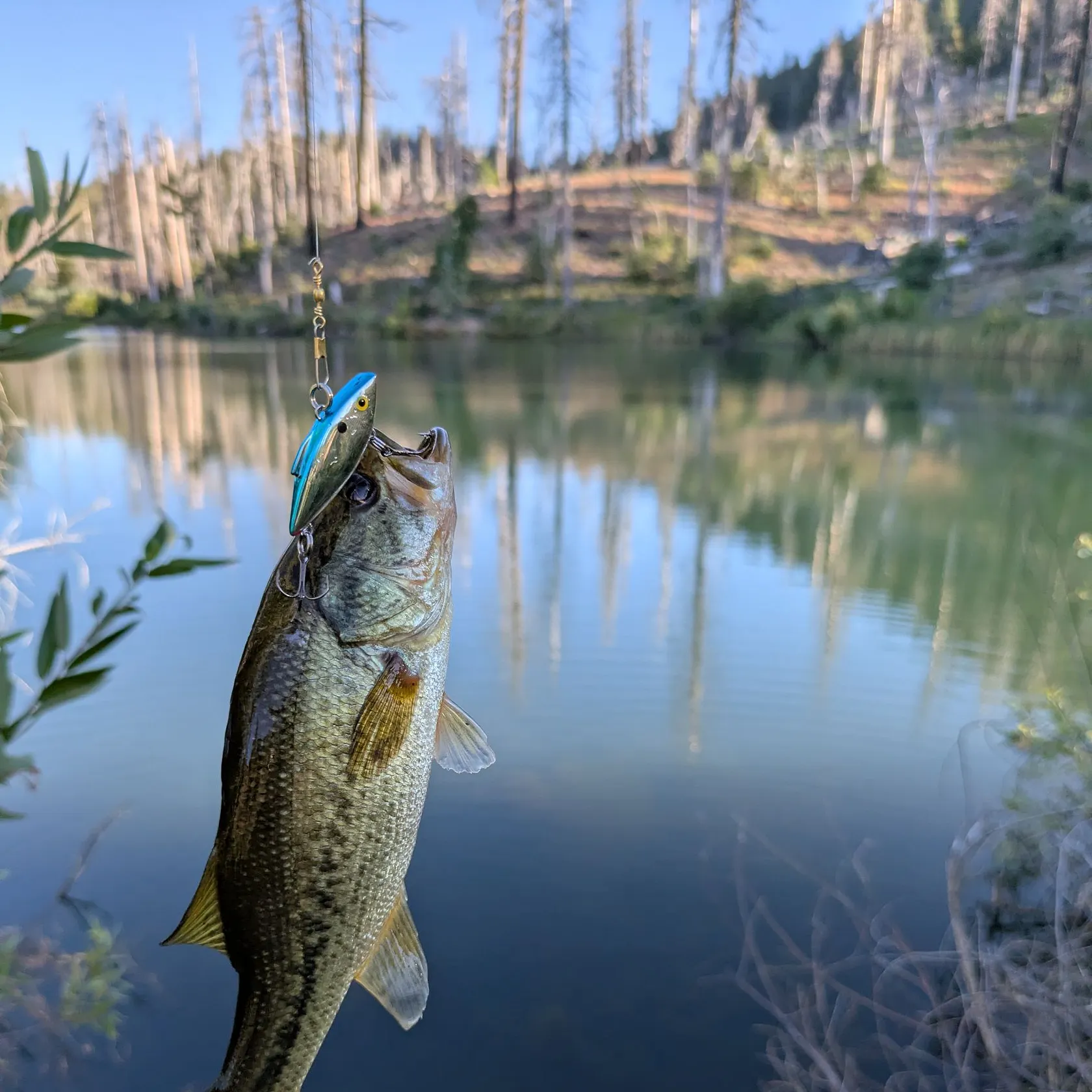 ᐅ Upper Letts Lake fishing reports🎣• Lodoga, CA (United States) fishing