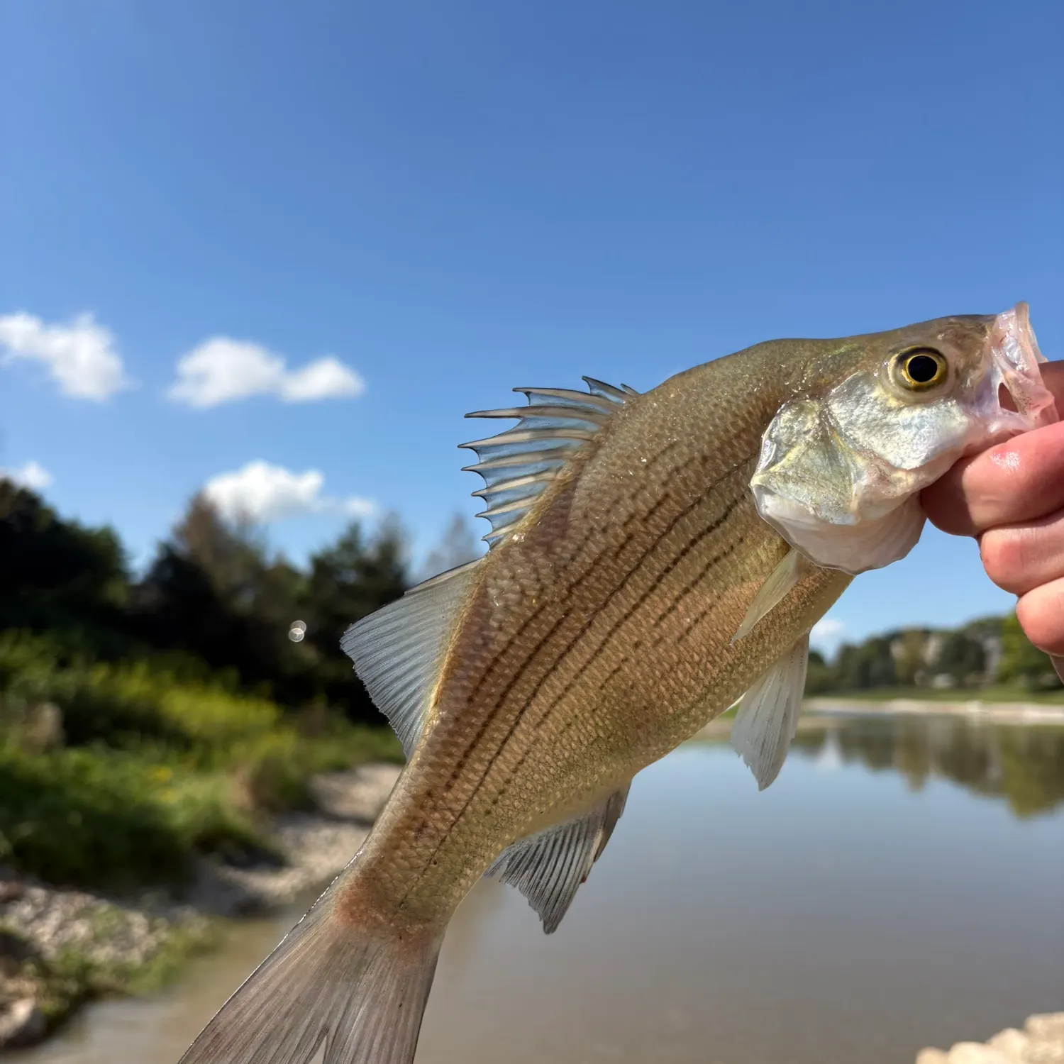 White bass caught on Fishbrain