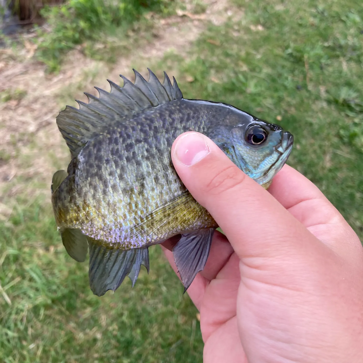 The most recent Bluegill catches on Fishbrain