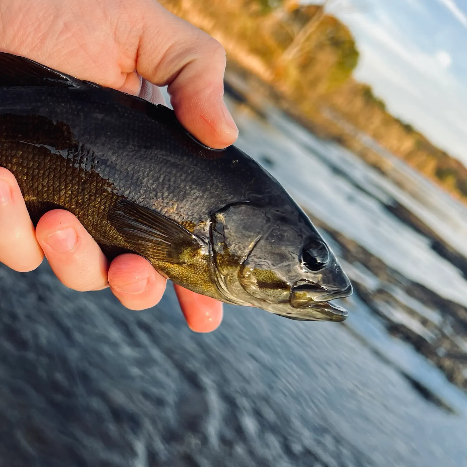 Smallmouth bass caught on Fishbrain