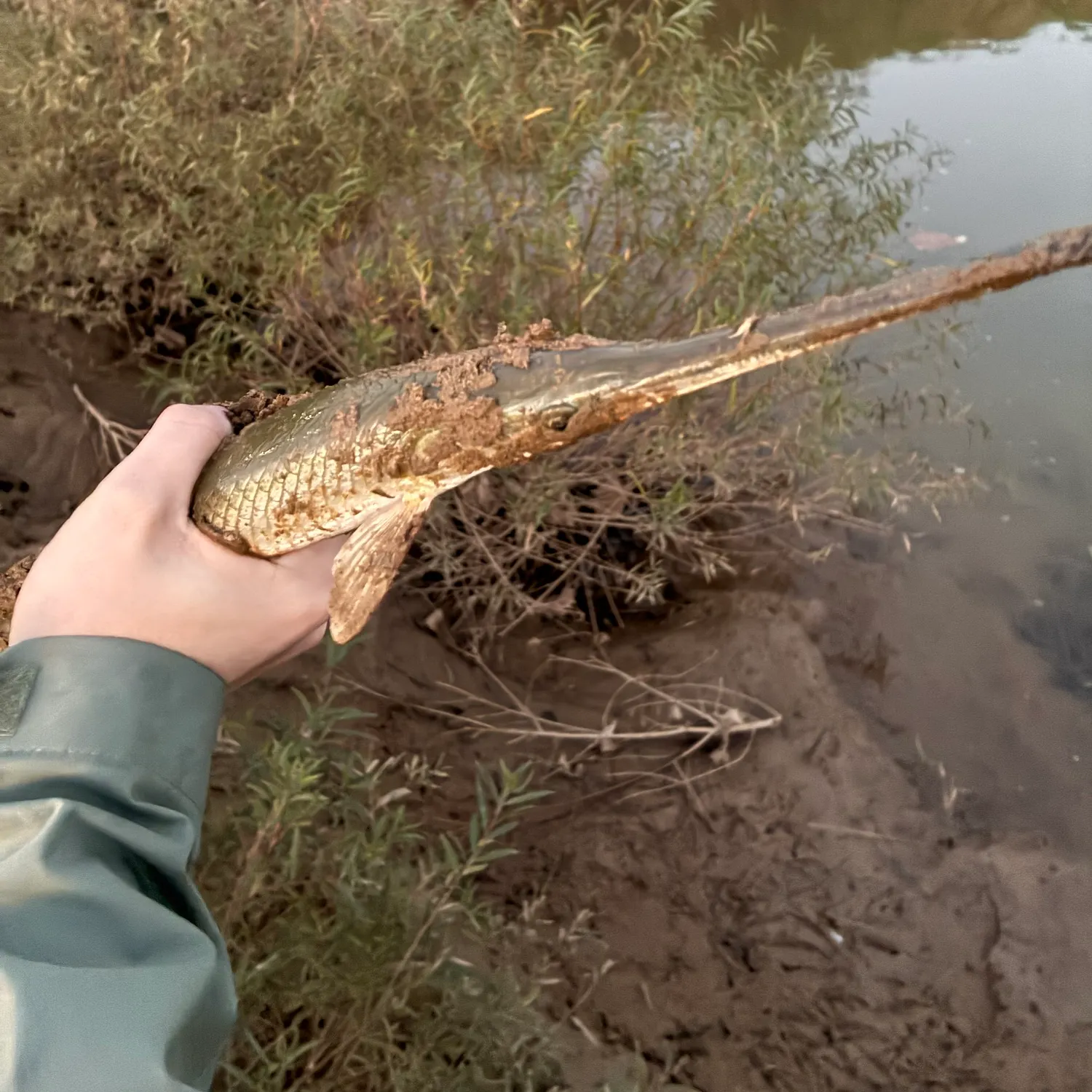 Longnose gar caught on Fishbrain