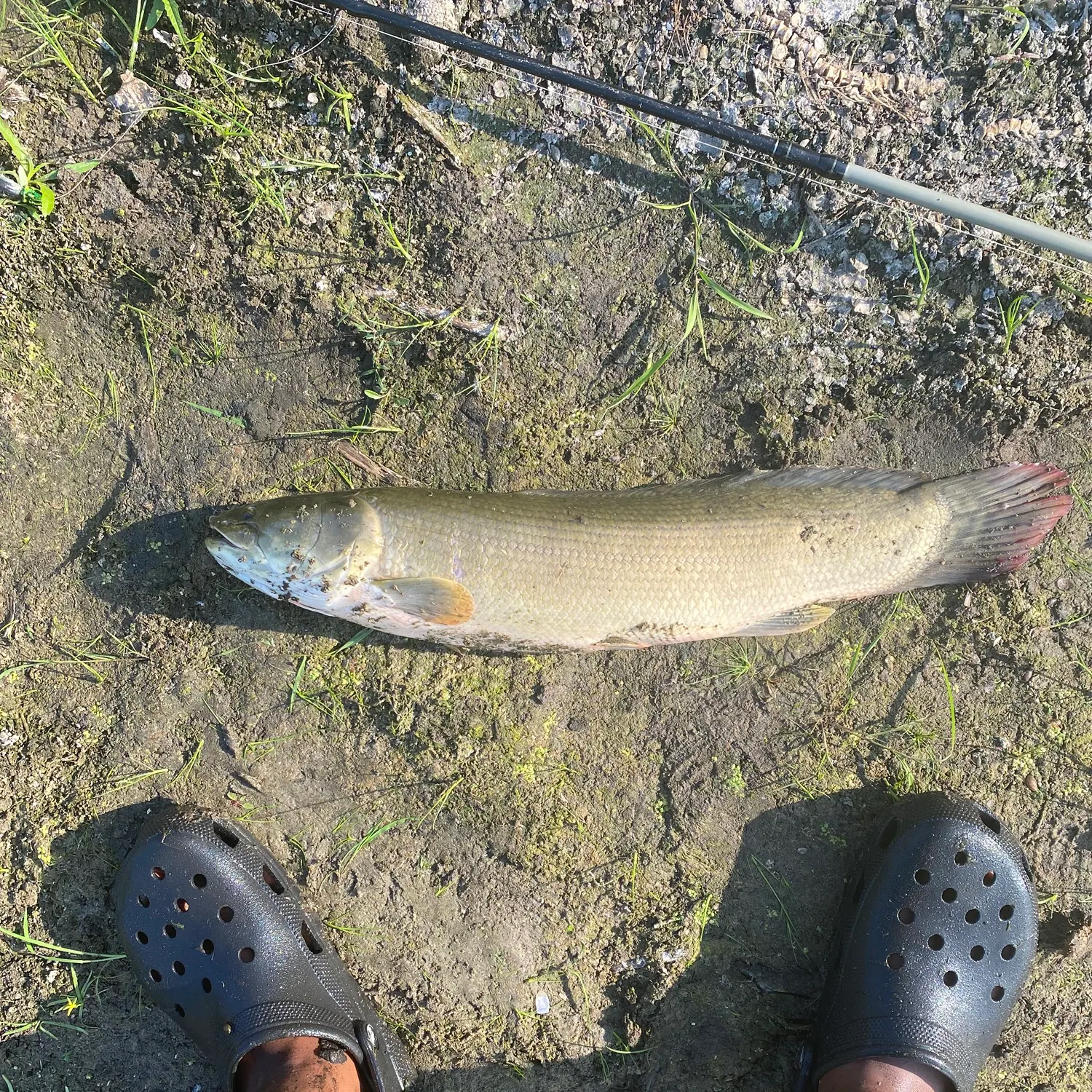 Eyetail bowfin caught on Fishbrain