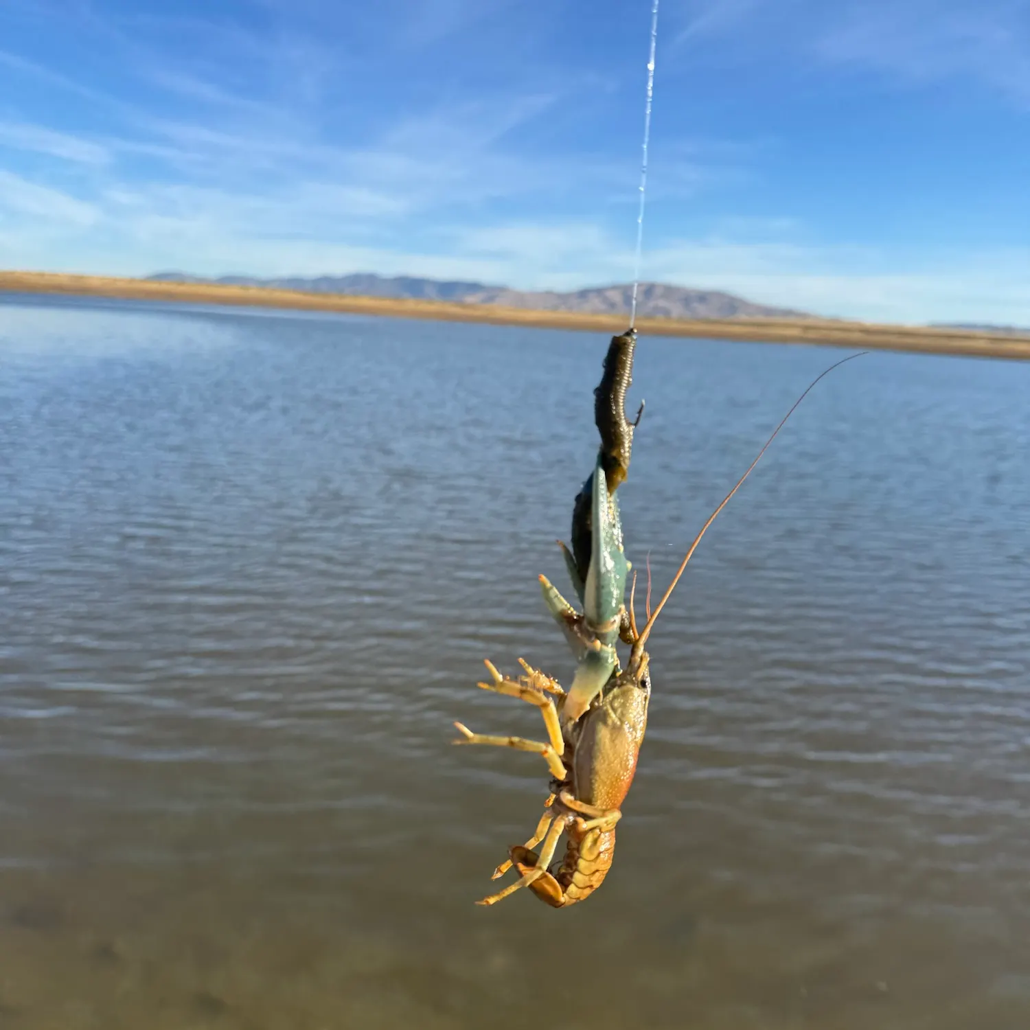 The most recent Signal crayfish catches on Fishbrain