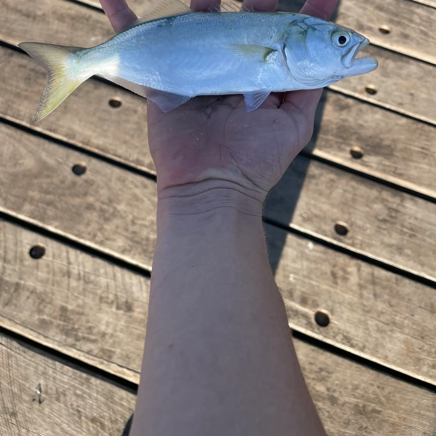 Fish caught on Fishbrain