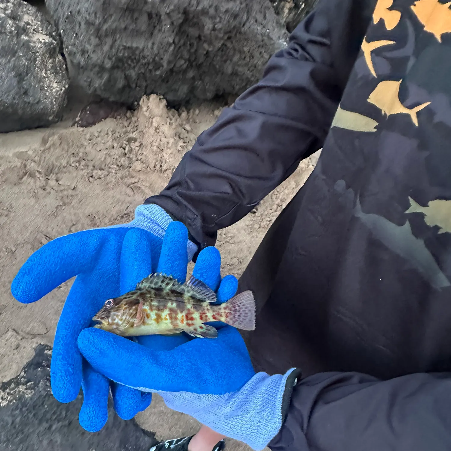 The most recent Stocky hawkfish catches on Fishbrain