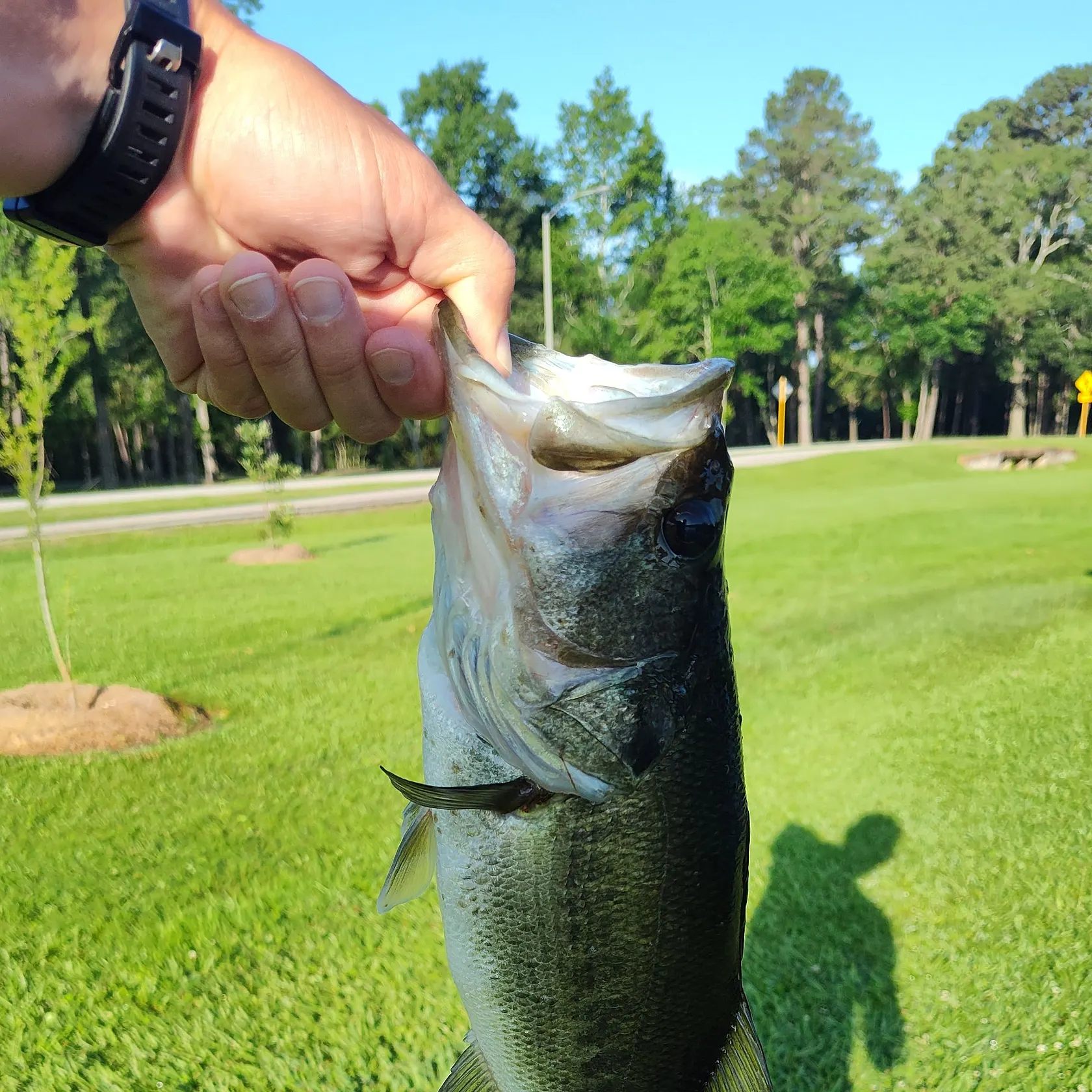 catch
