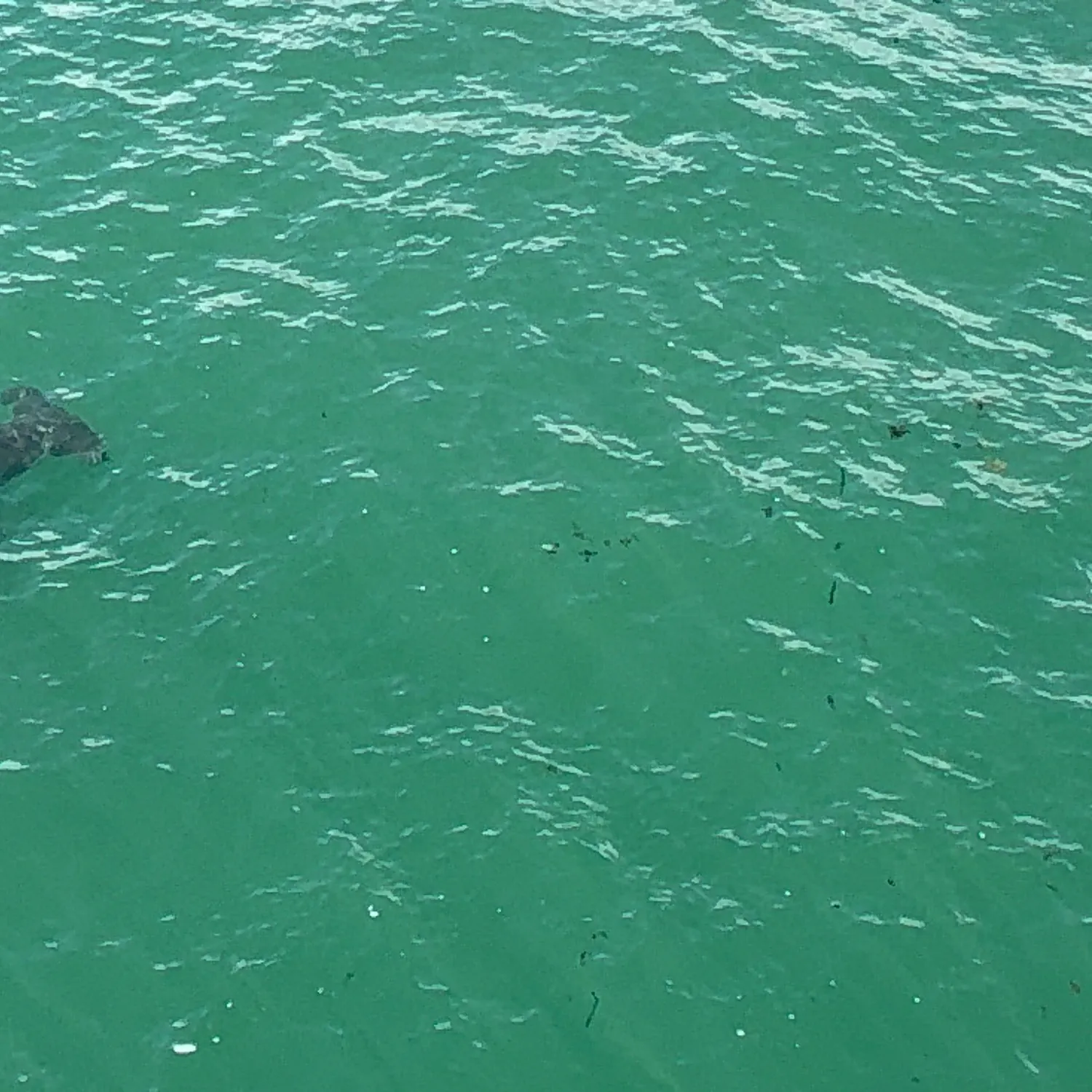 The most recent Scalloped hammerhead shark catches on Fishbrain