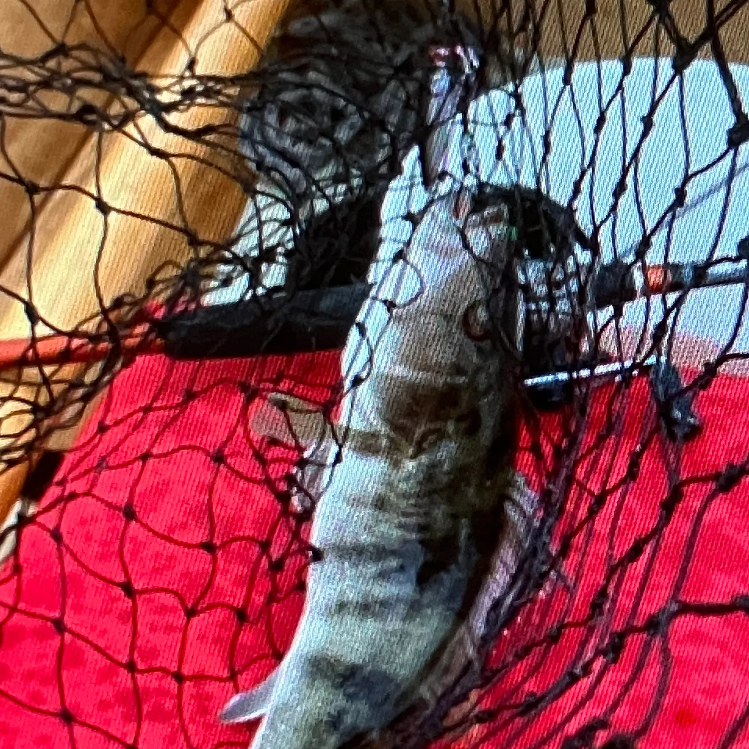 The most recent Barred sand bass catches on Fishbrain