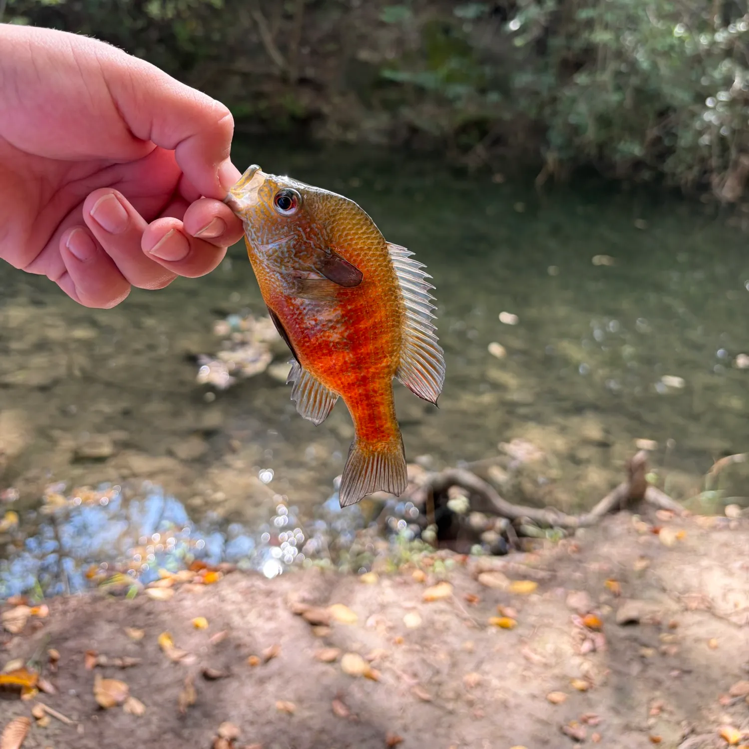 The most recent Plains longear sunfish catches on Fishbrain