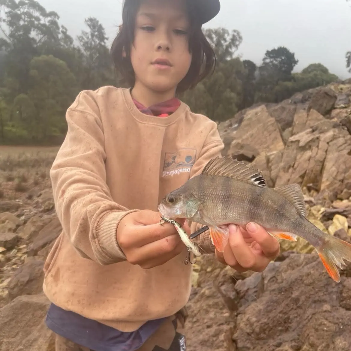 European perch caught on Fishbrain