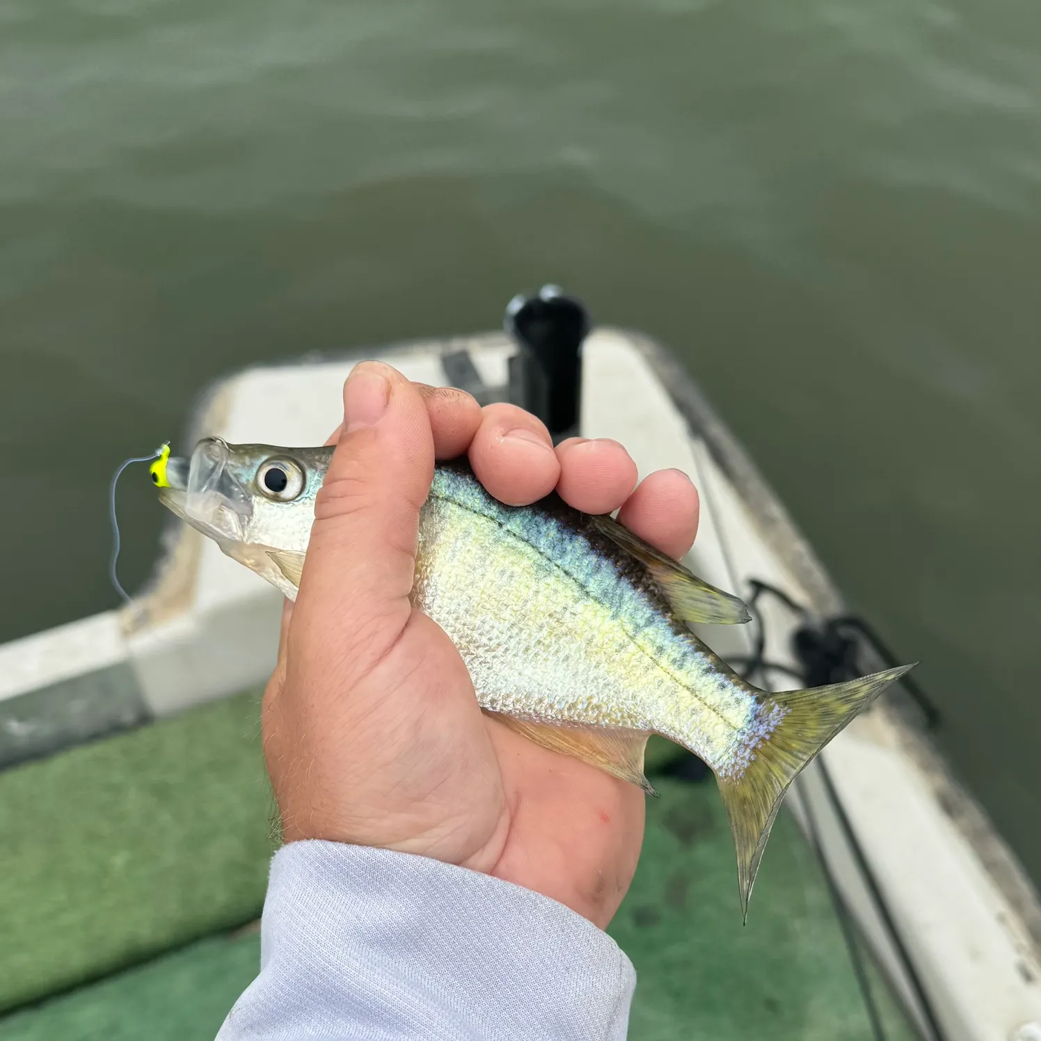 Black crappie caught on Fishbrain