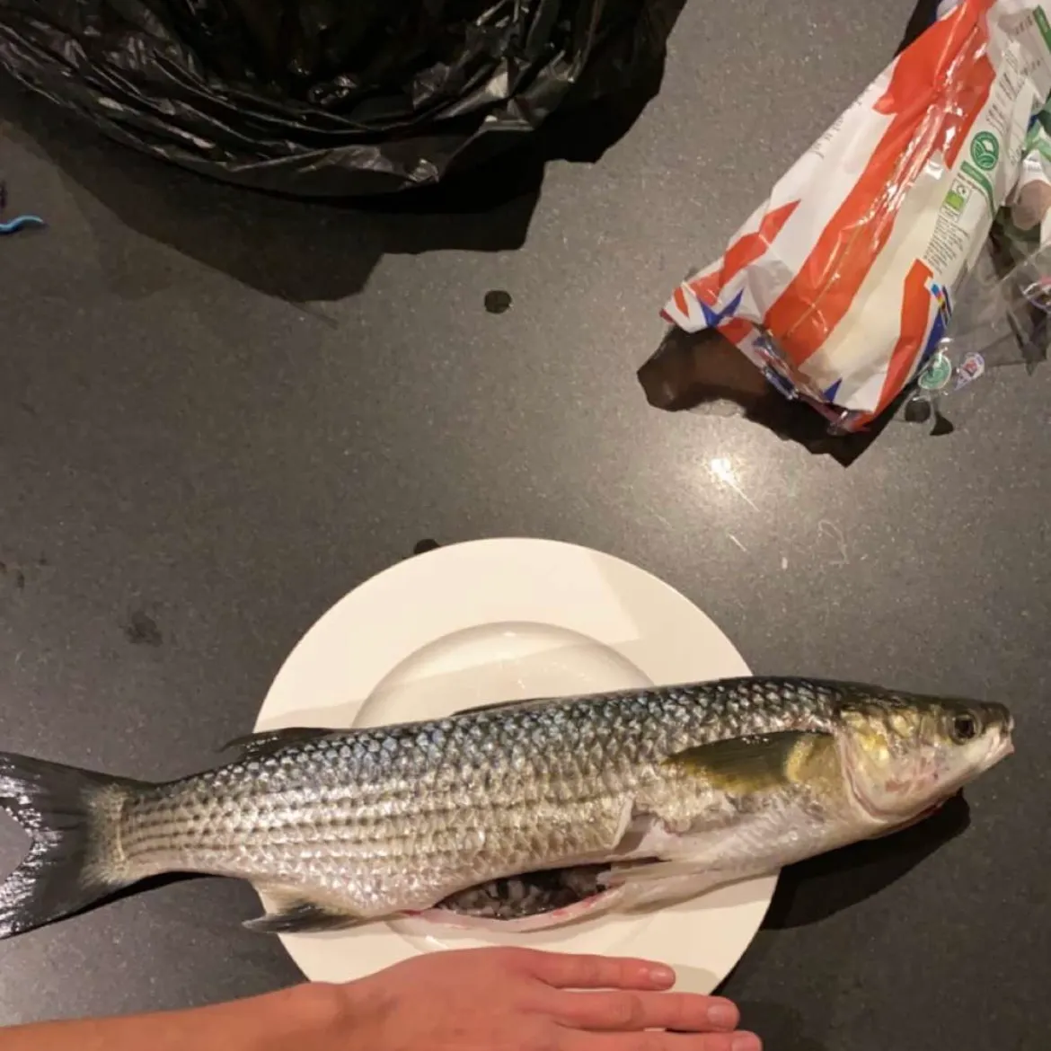 The most recent Thicklip grey mullet catches on Fishbrain