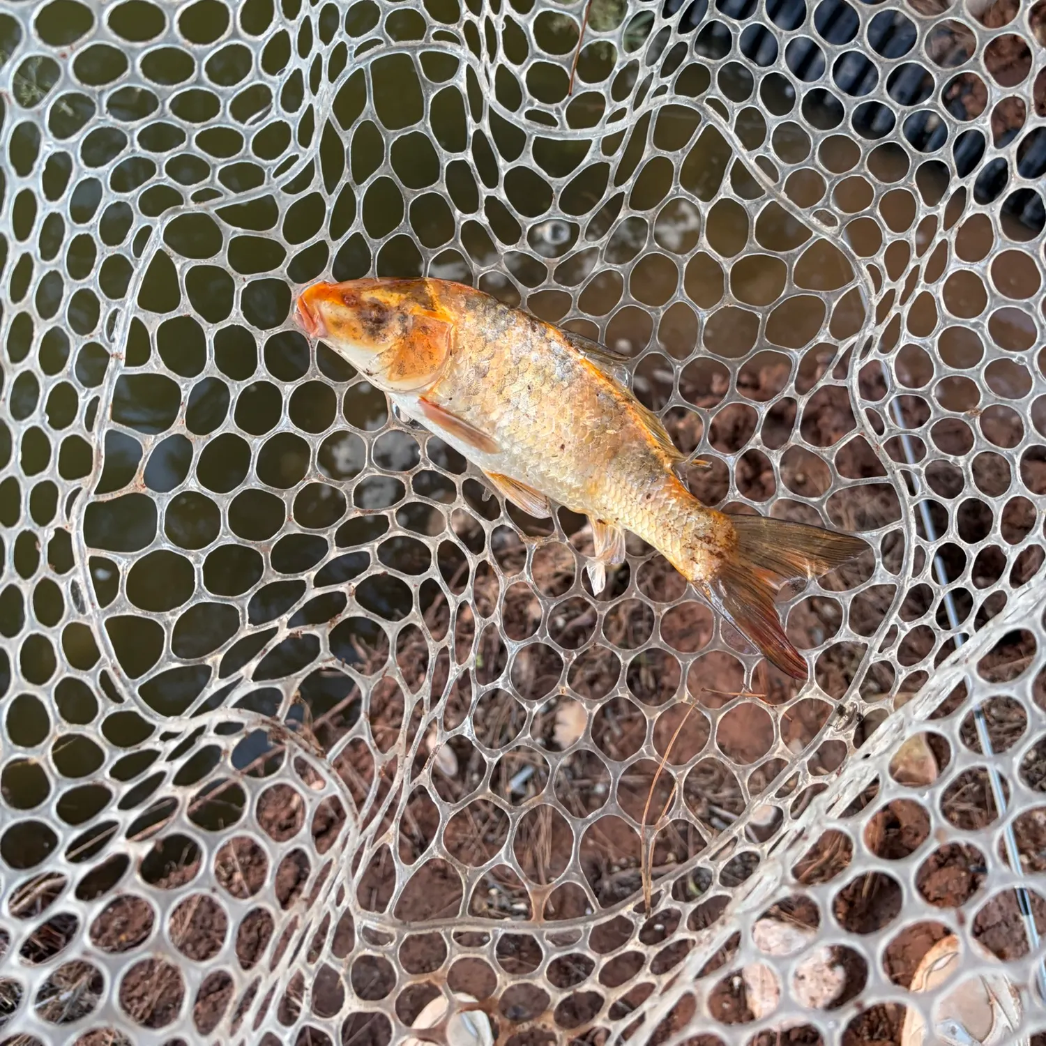 Koi x common carp caught on Fishbrain