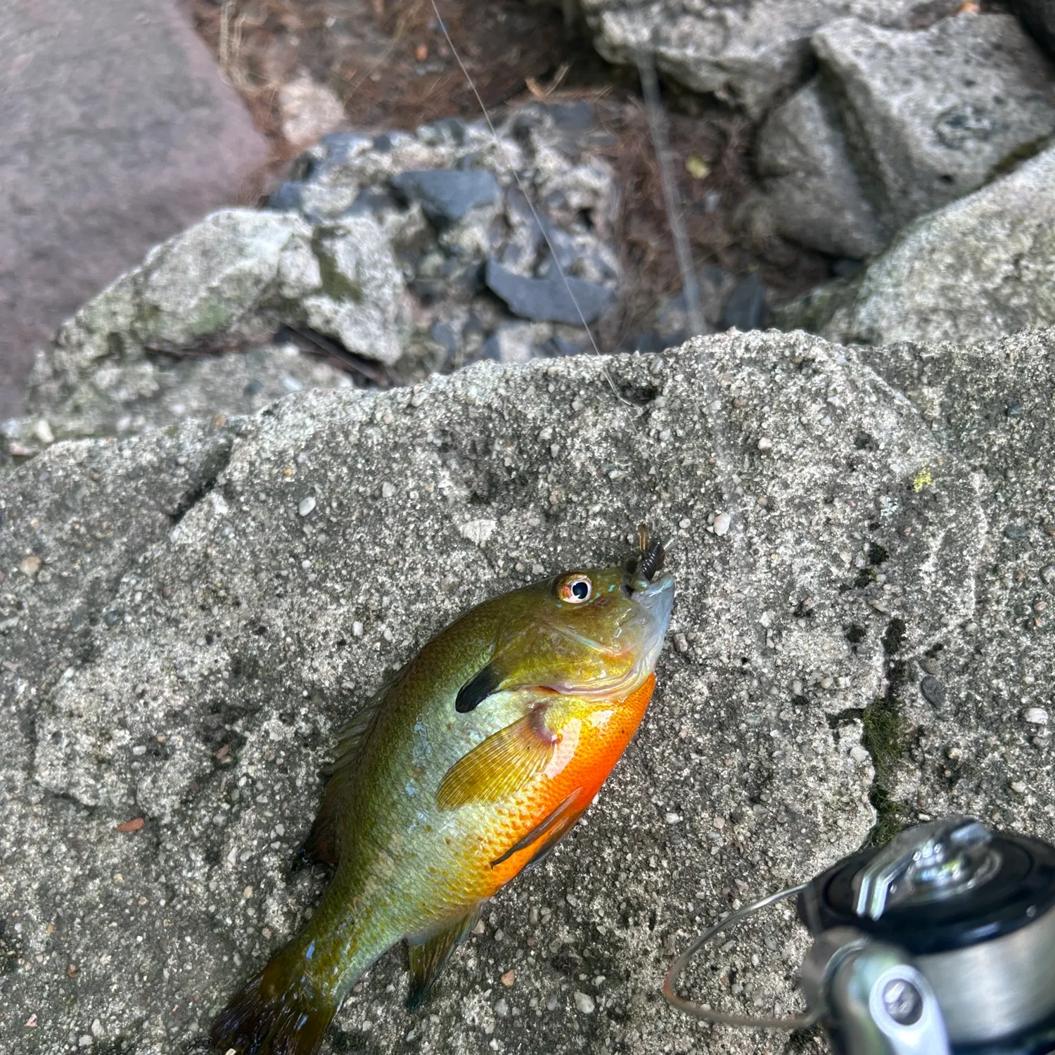 Redbreast sunfish caught on Fishbrain