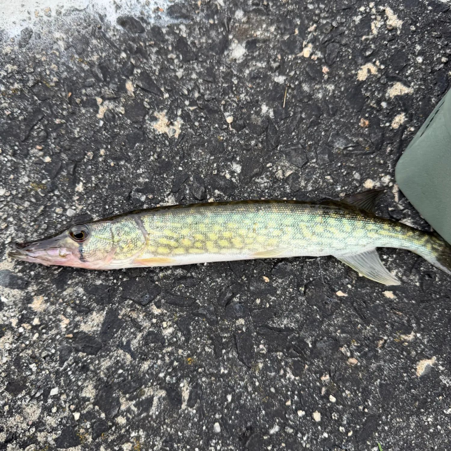 Chain pickerel caught on Fishbrain
