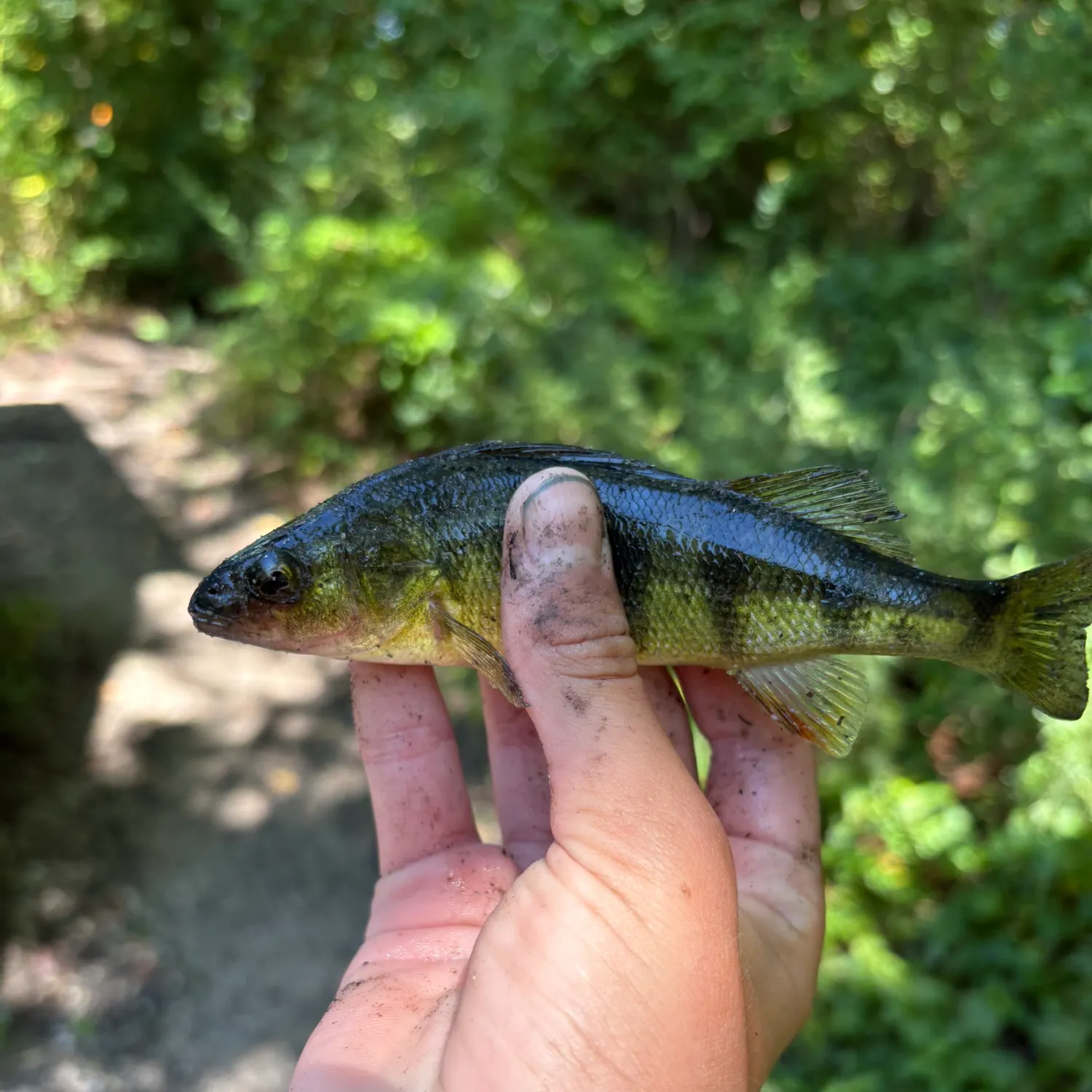 Yellow perch caught on Fishbrain
