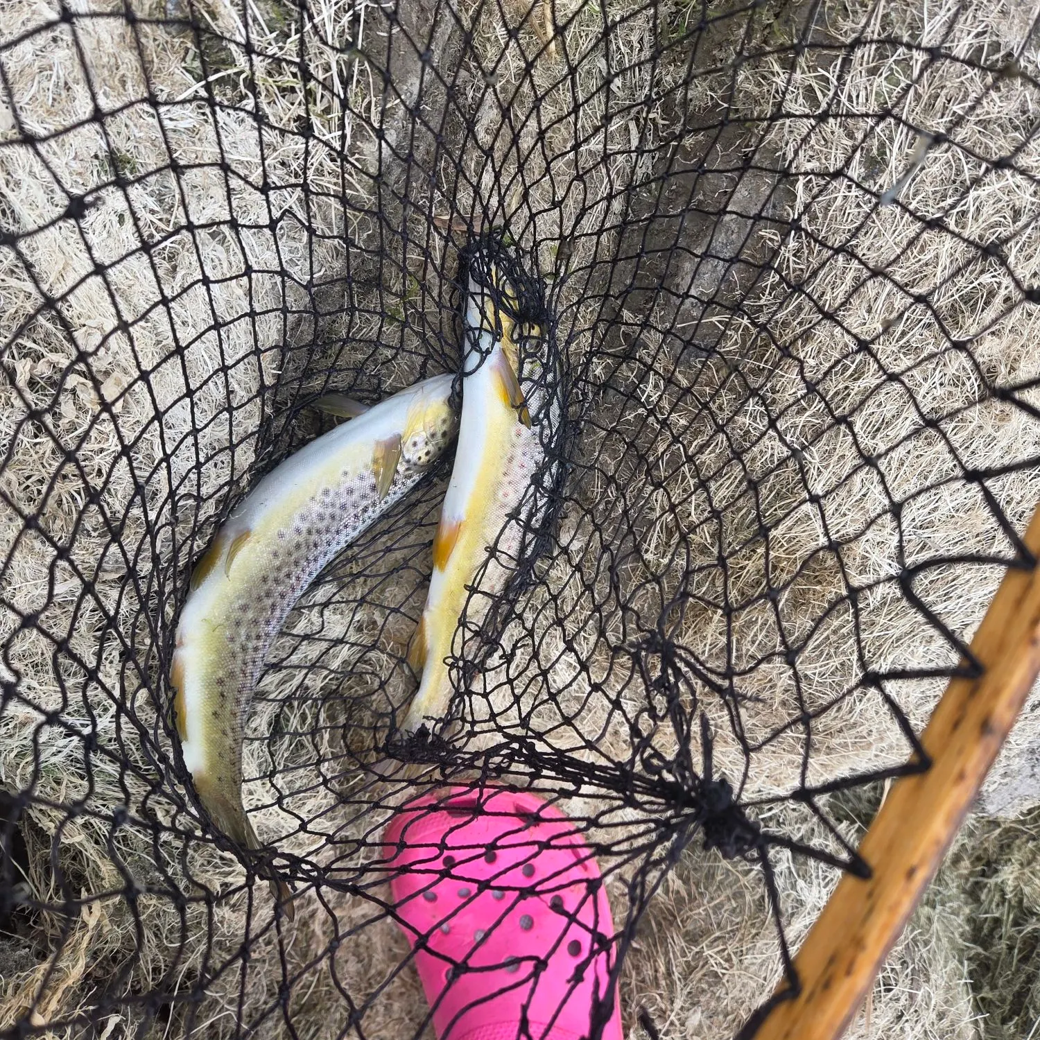 Brown trout caught on Fishbrain