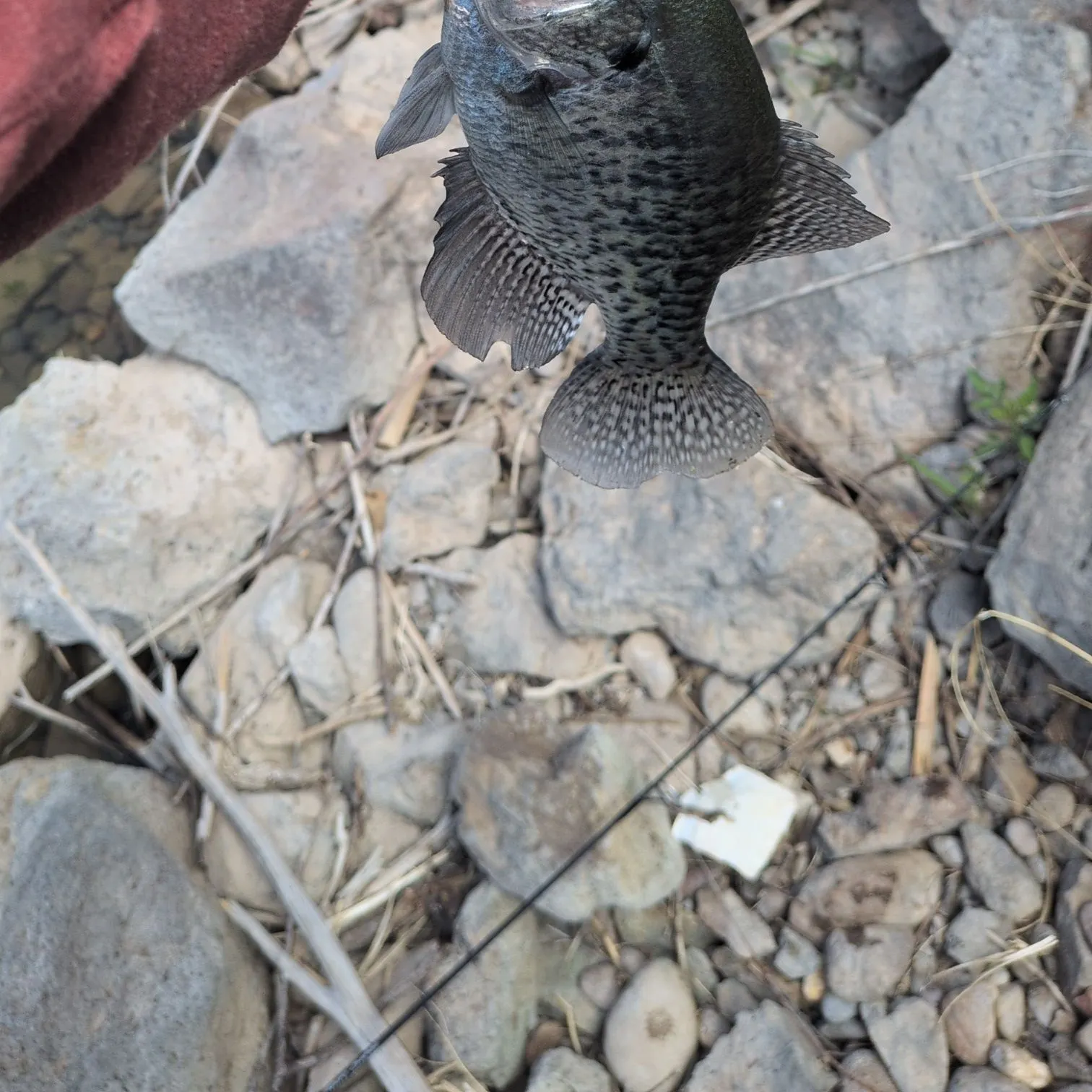Black crappie caught on Fishbrain