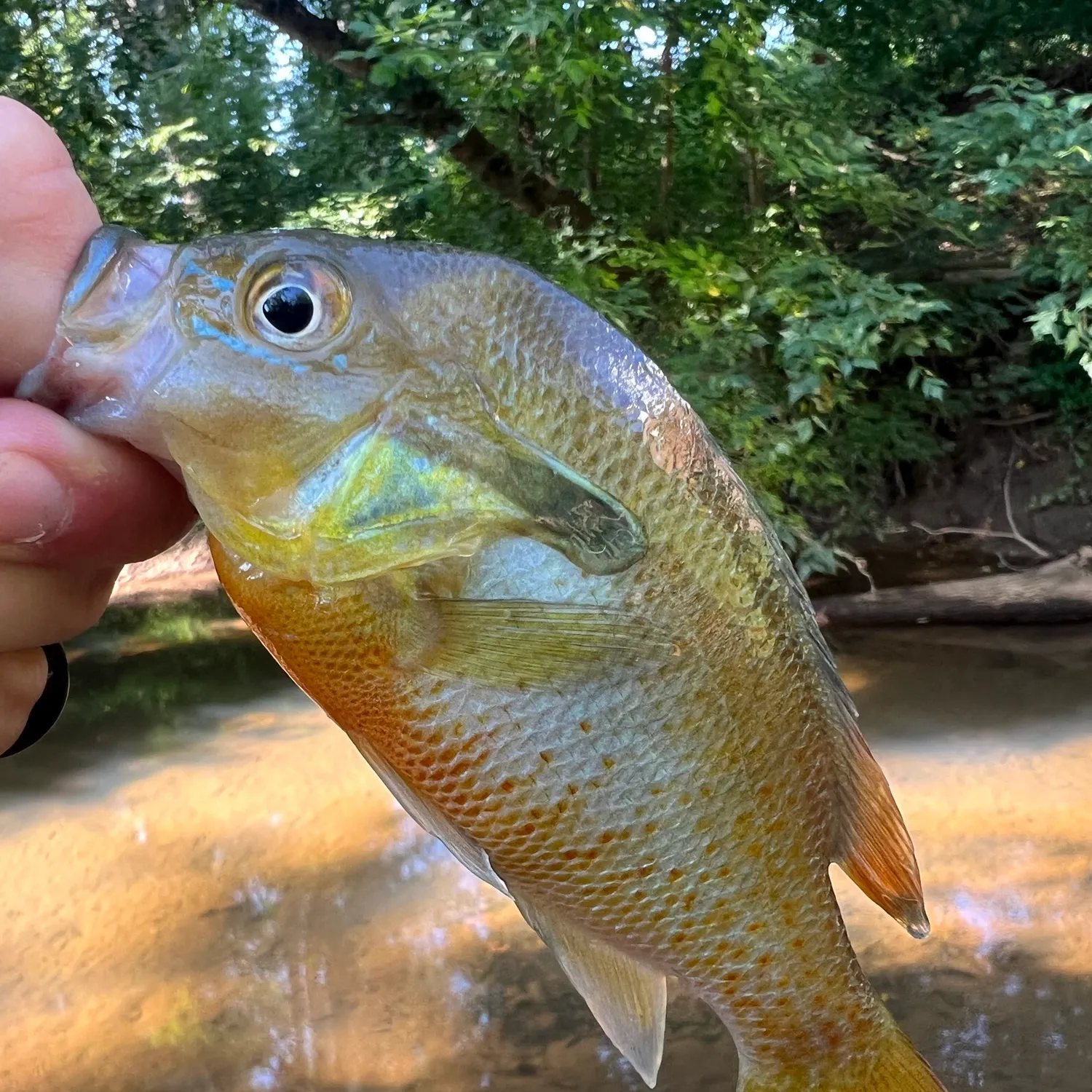 Redbreast sunfish caught on Fishbrain