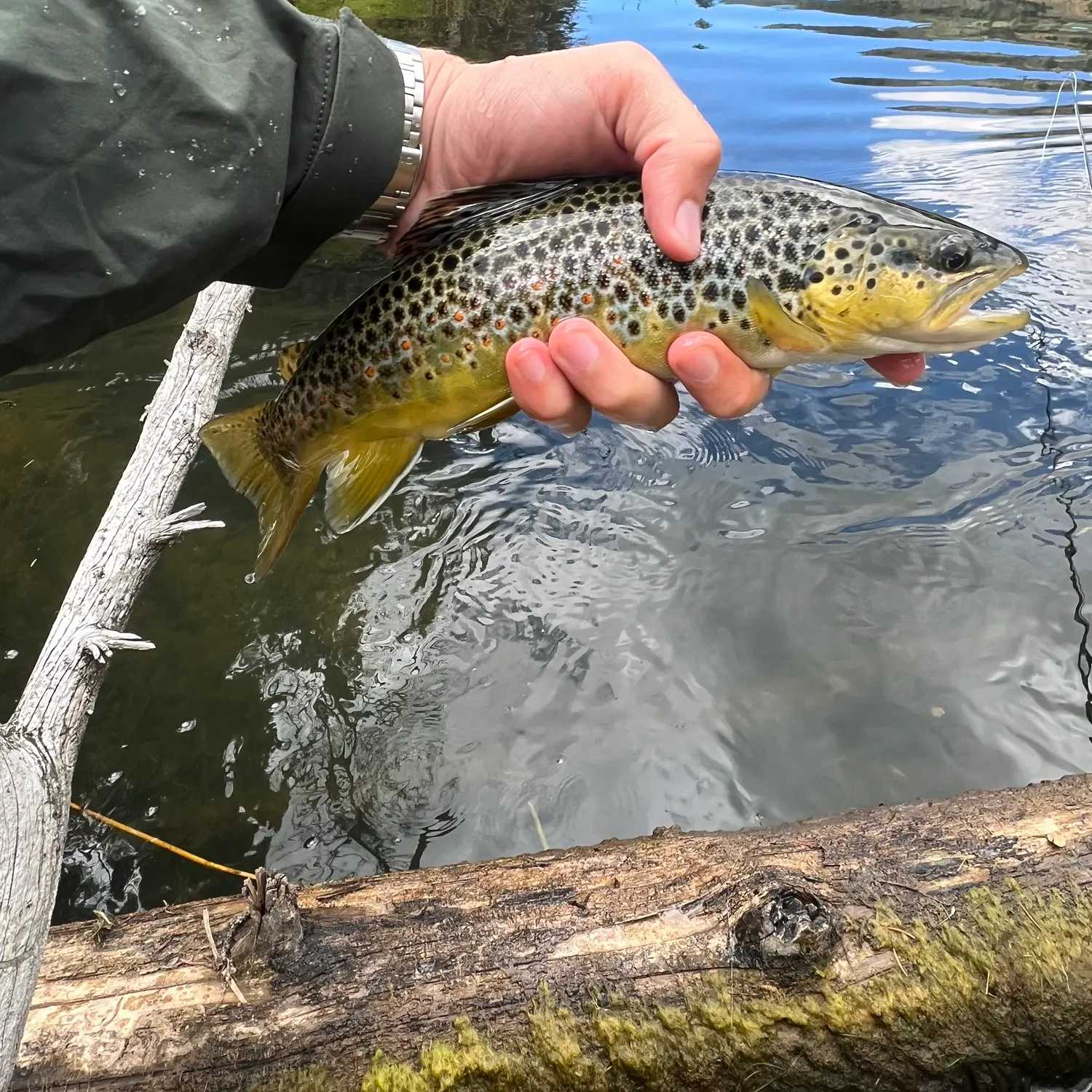 Brown trout caught on Fishbrain