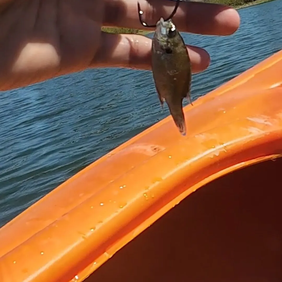 Spotted bass caught on Fishbrain