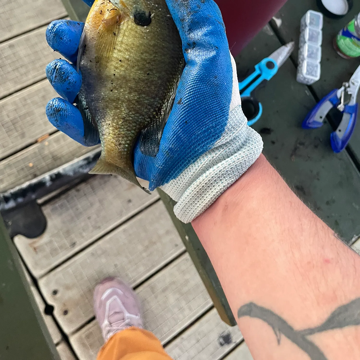 recently logged catches