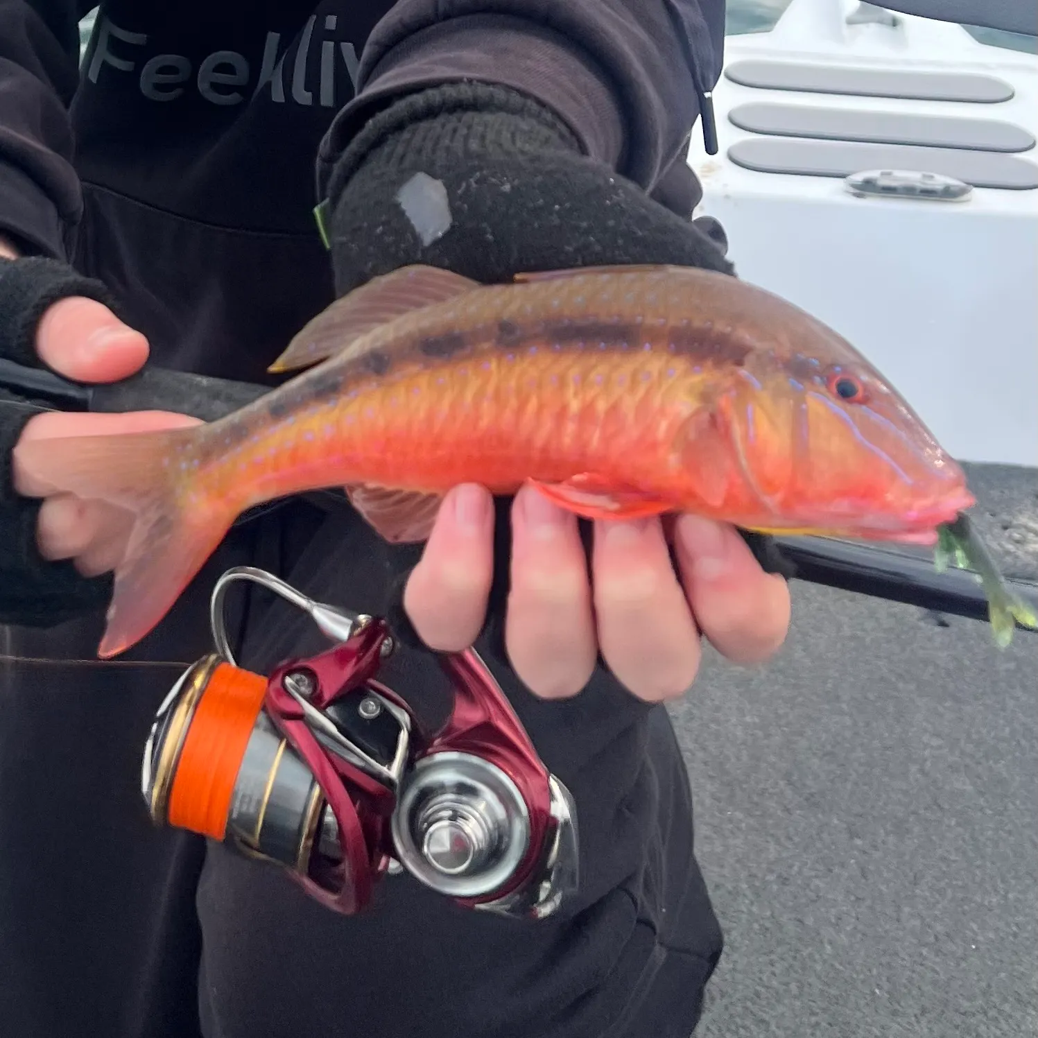 The most recent Red mullet catches on Fishbrain