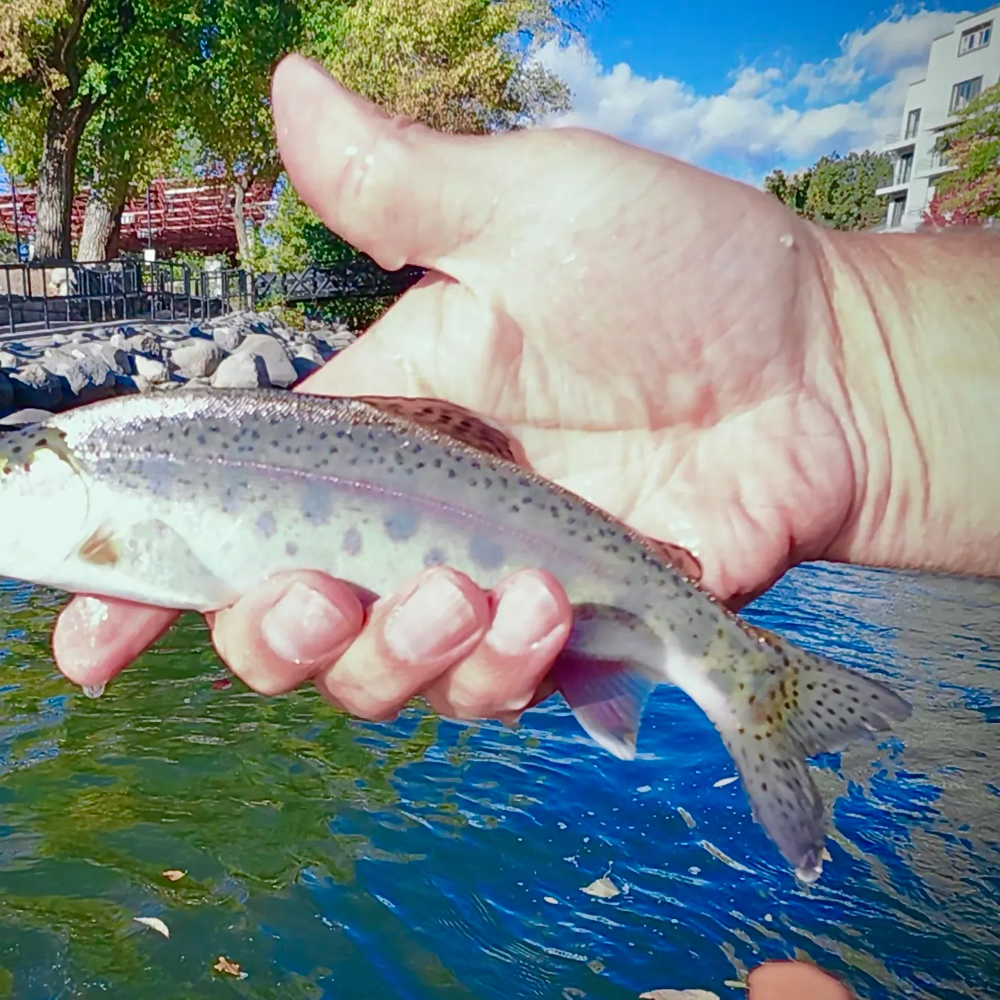 Cutbow caught on Fishbrain
