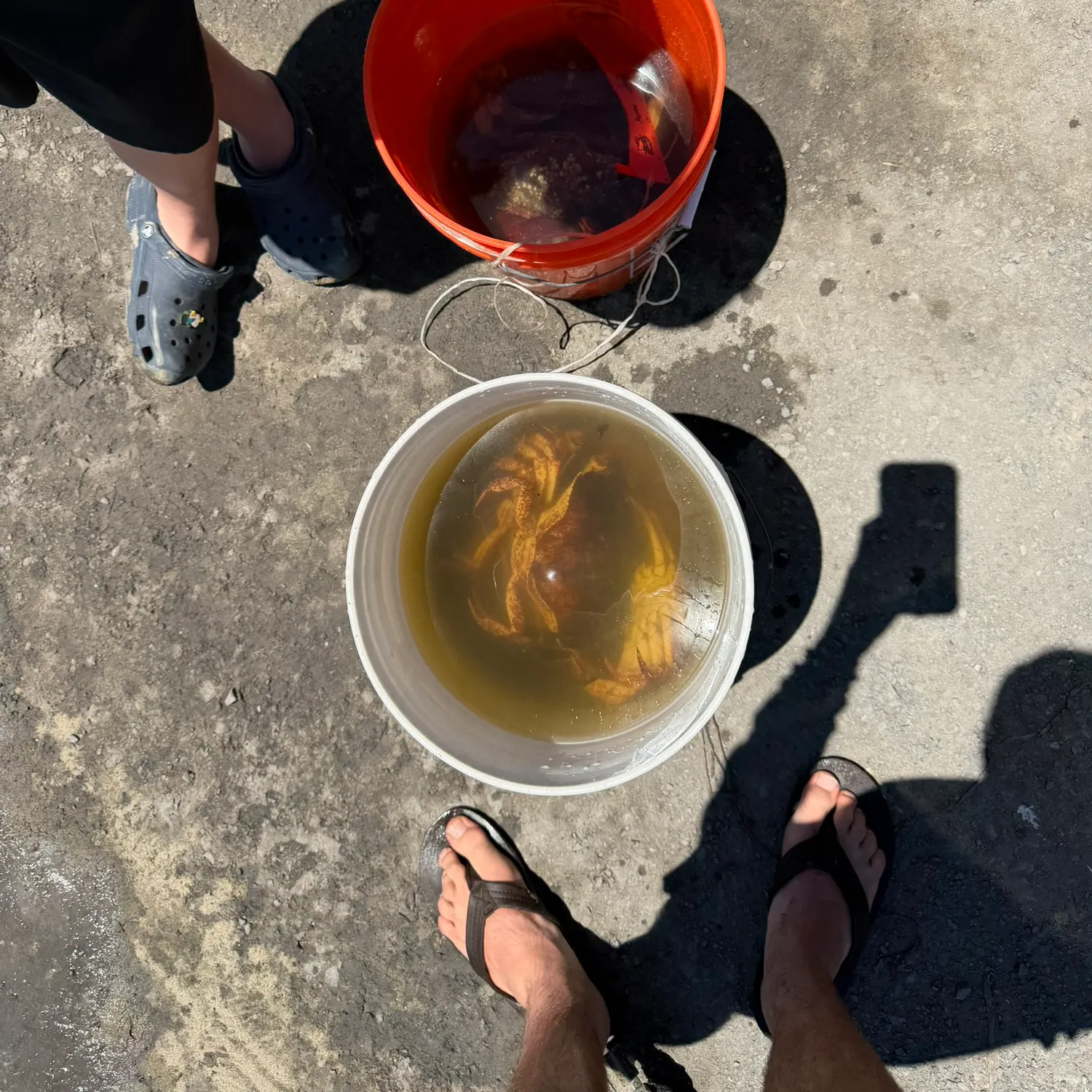 The most recent Red rock crab catches on Fishbrain