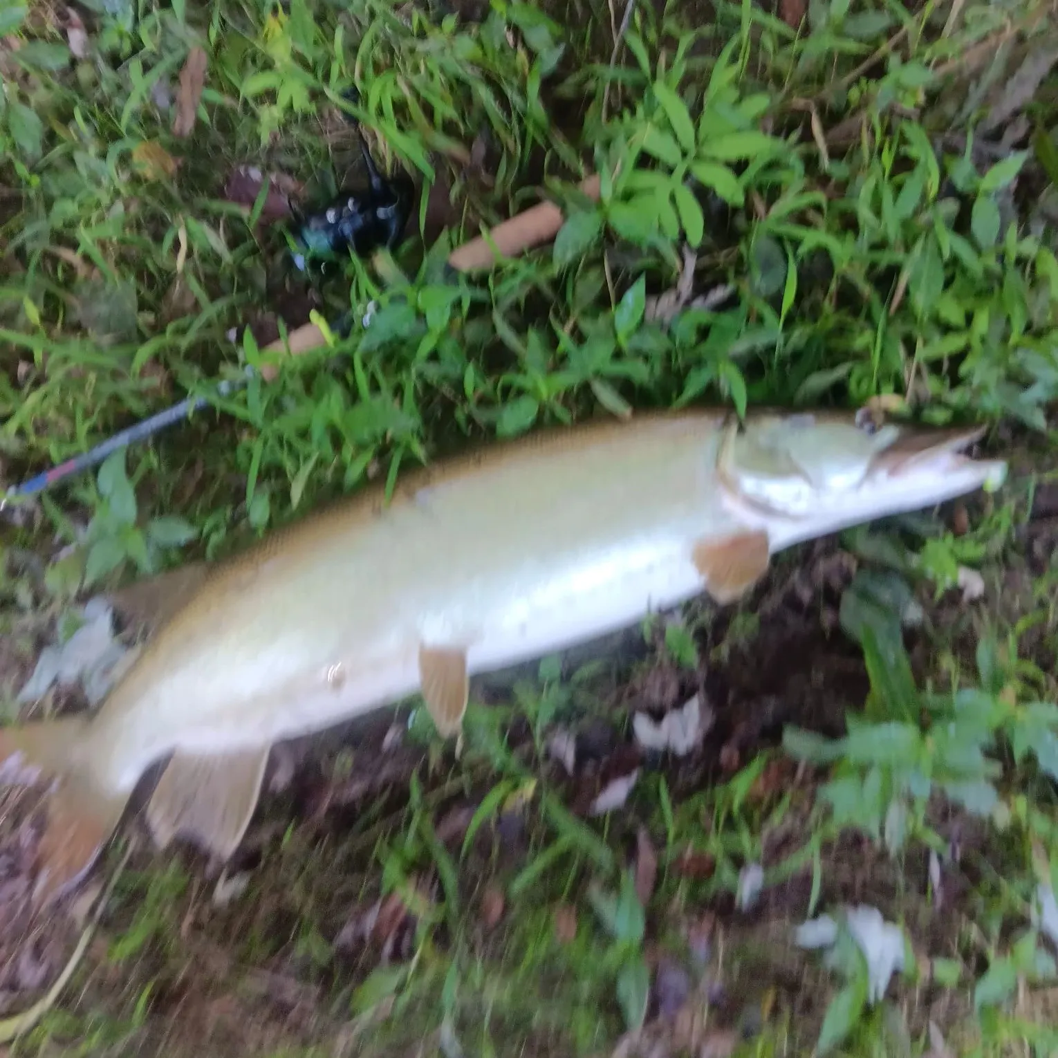 Muskie caught on Fishbrain