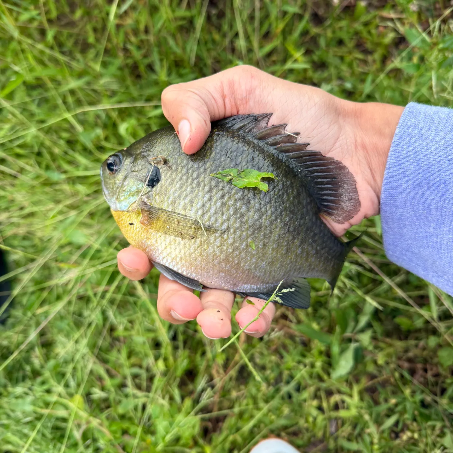 Bluegill caught on Fishbrain
