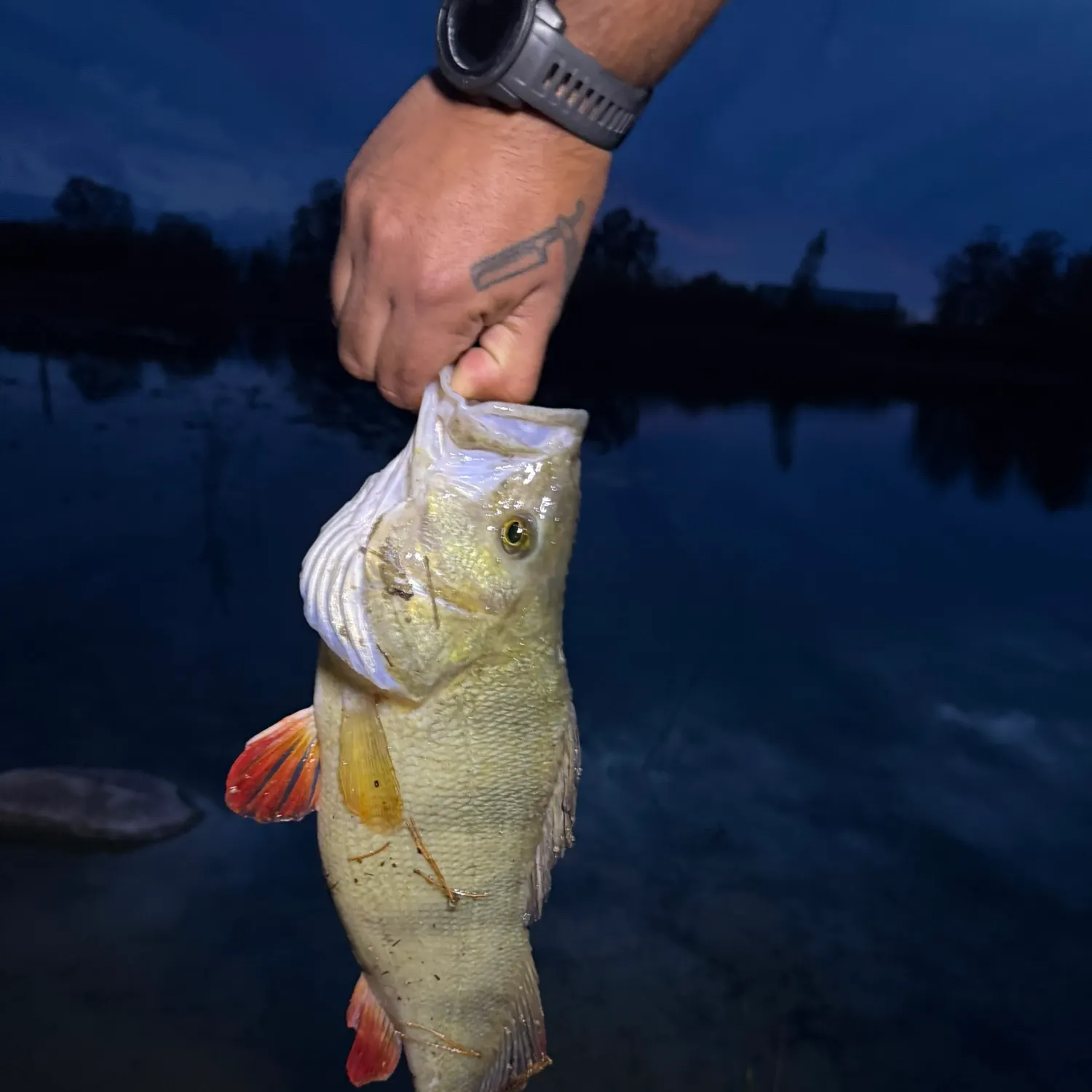 European perch caught on Fishbrain