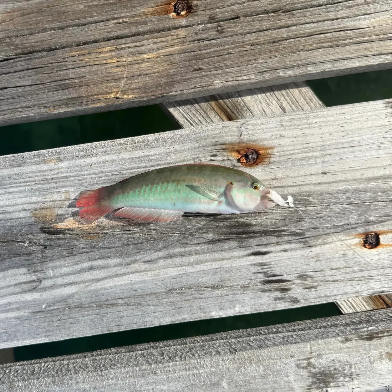 The most recent Slippery dick wrasse catches on Fishbrain