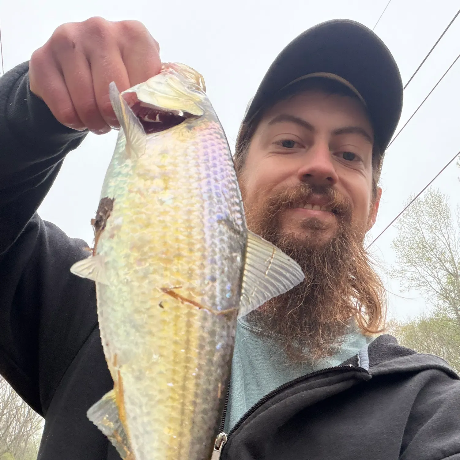 The most recent Hickory shad catches on Fishbrain