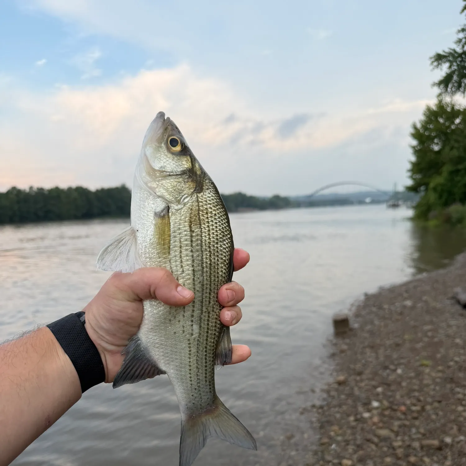 The most recent White bass catches on Fishbrain