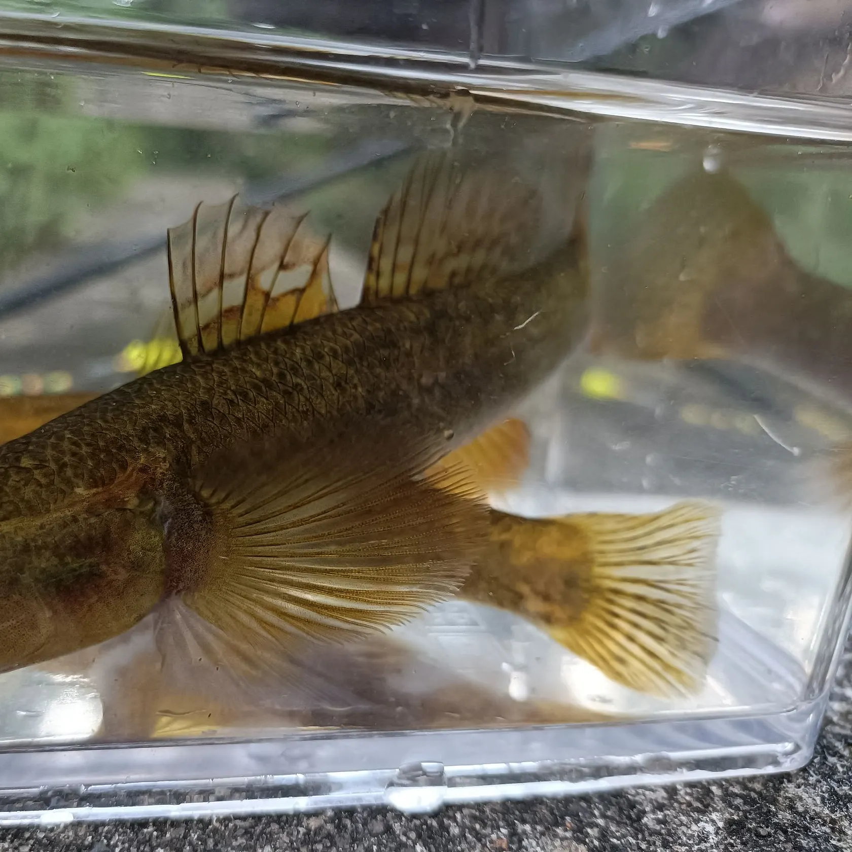 The most recent Gudgeon catches on Fishbrain