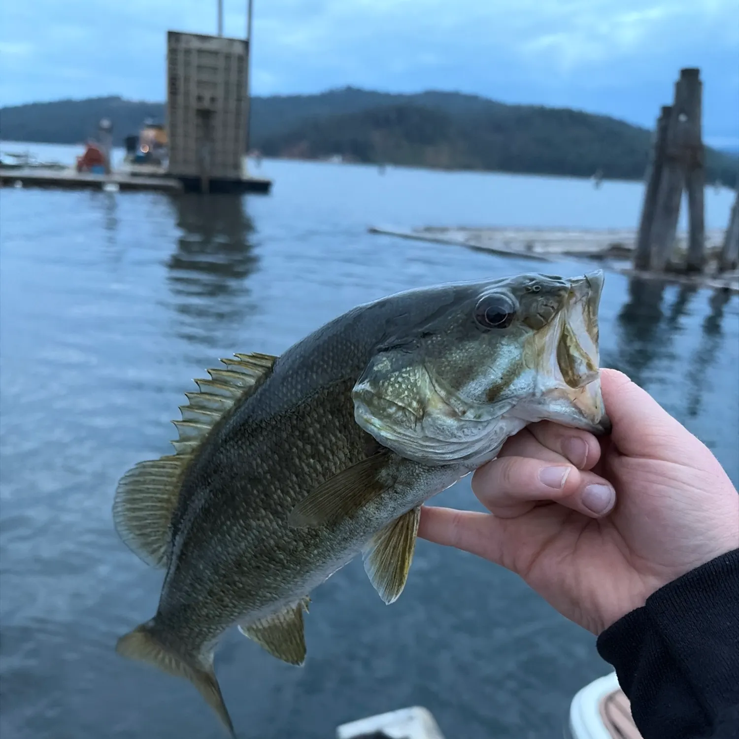 Smallmouth bass caught on Fishbrain