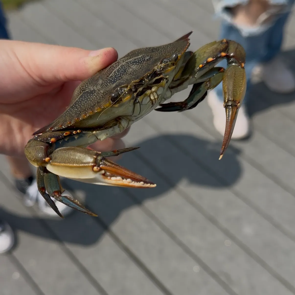 The most recent Blue crab catches on Fishbrain