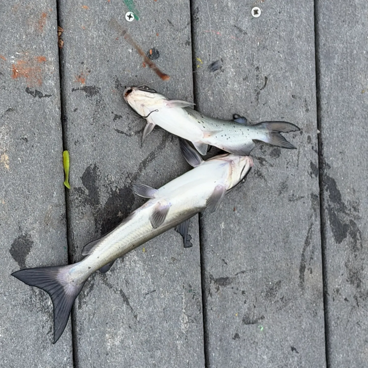Channel catfish caught on Fishbrain