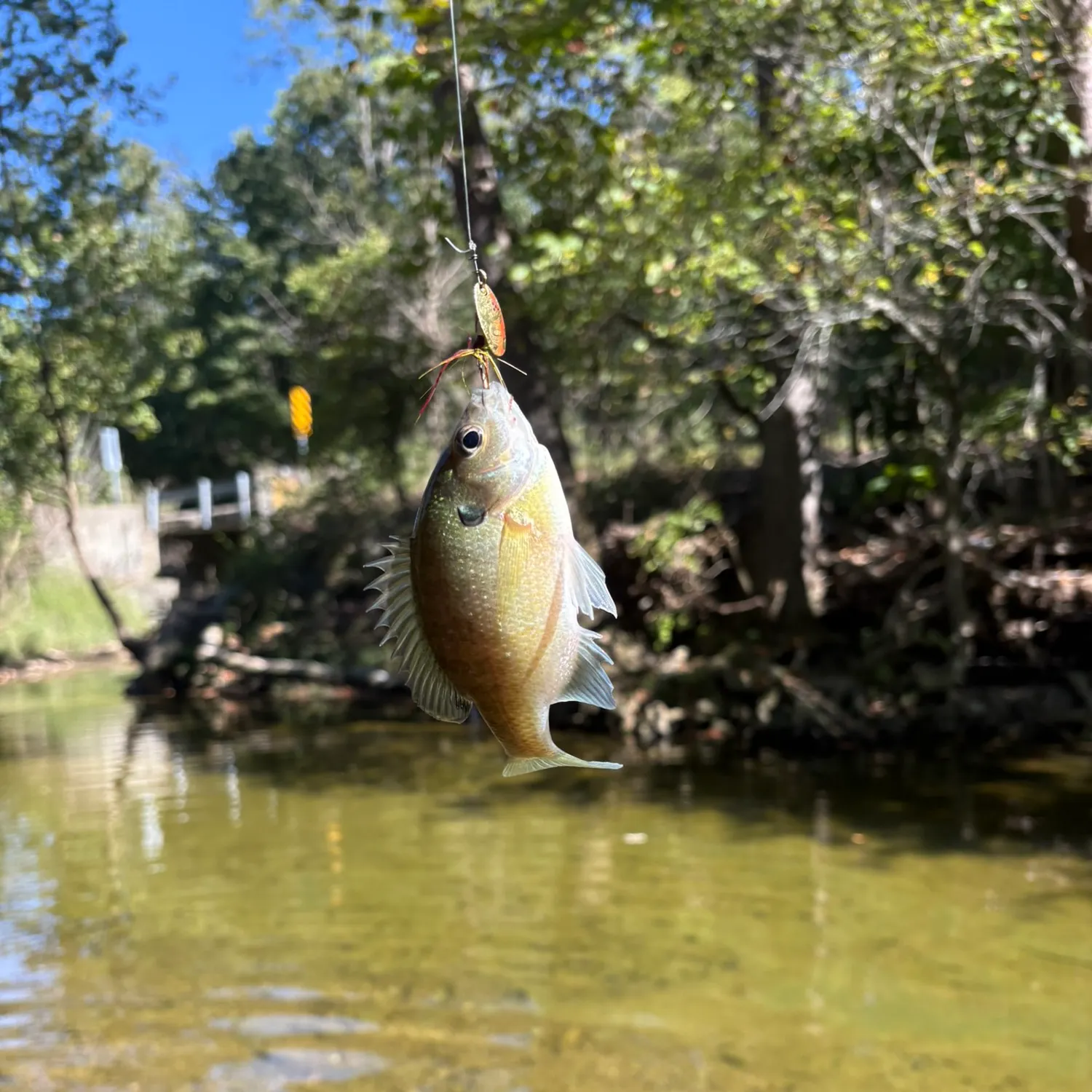 Bluegill caught on Fishbrain