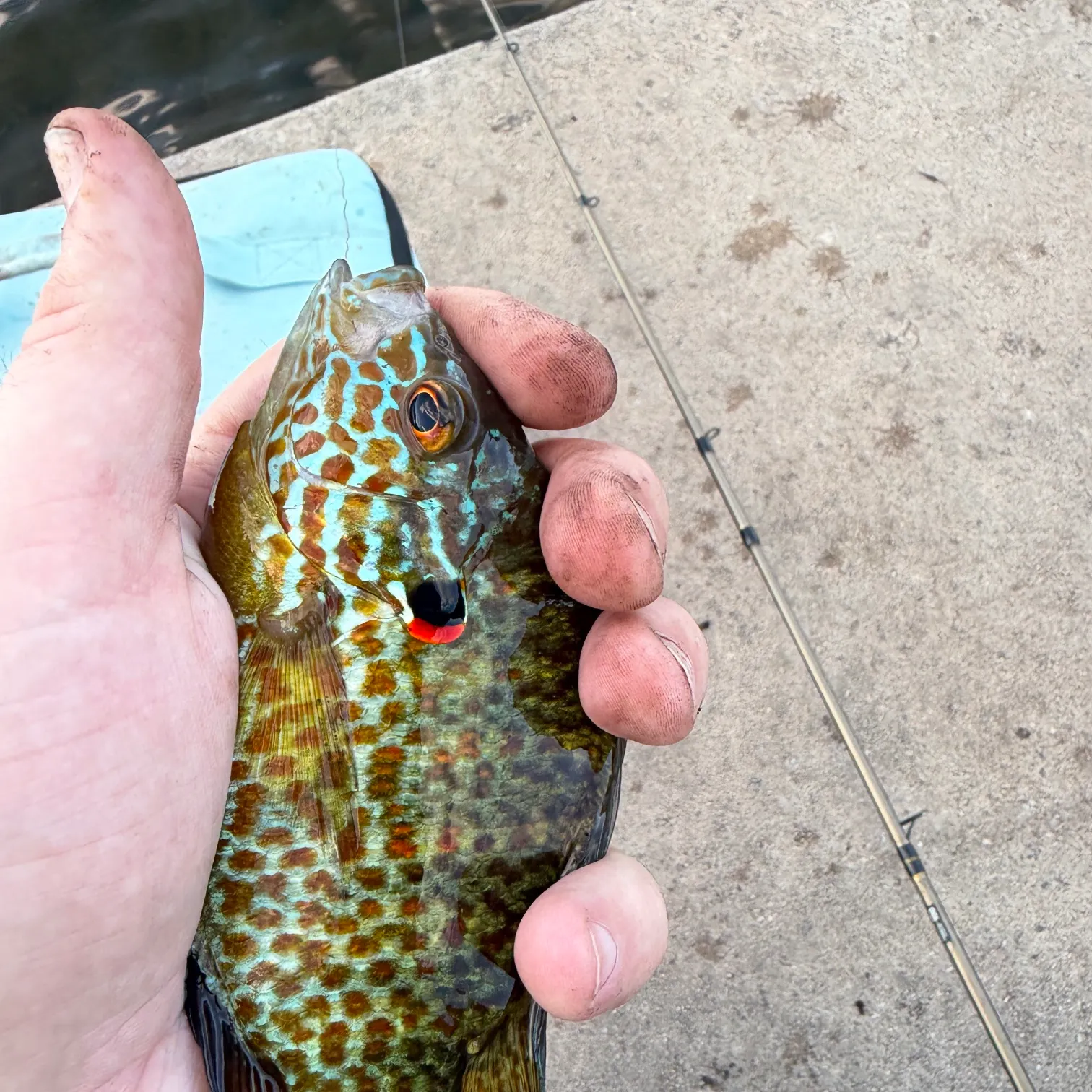 catch