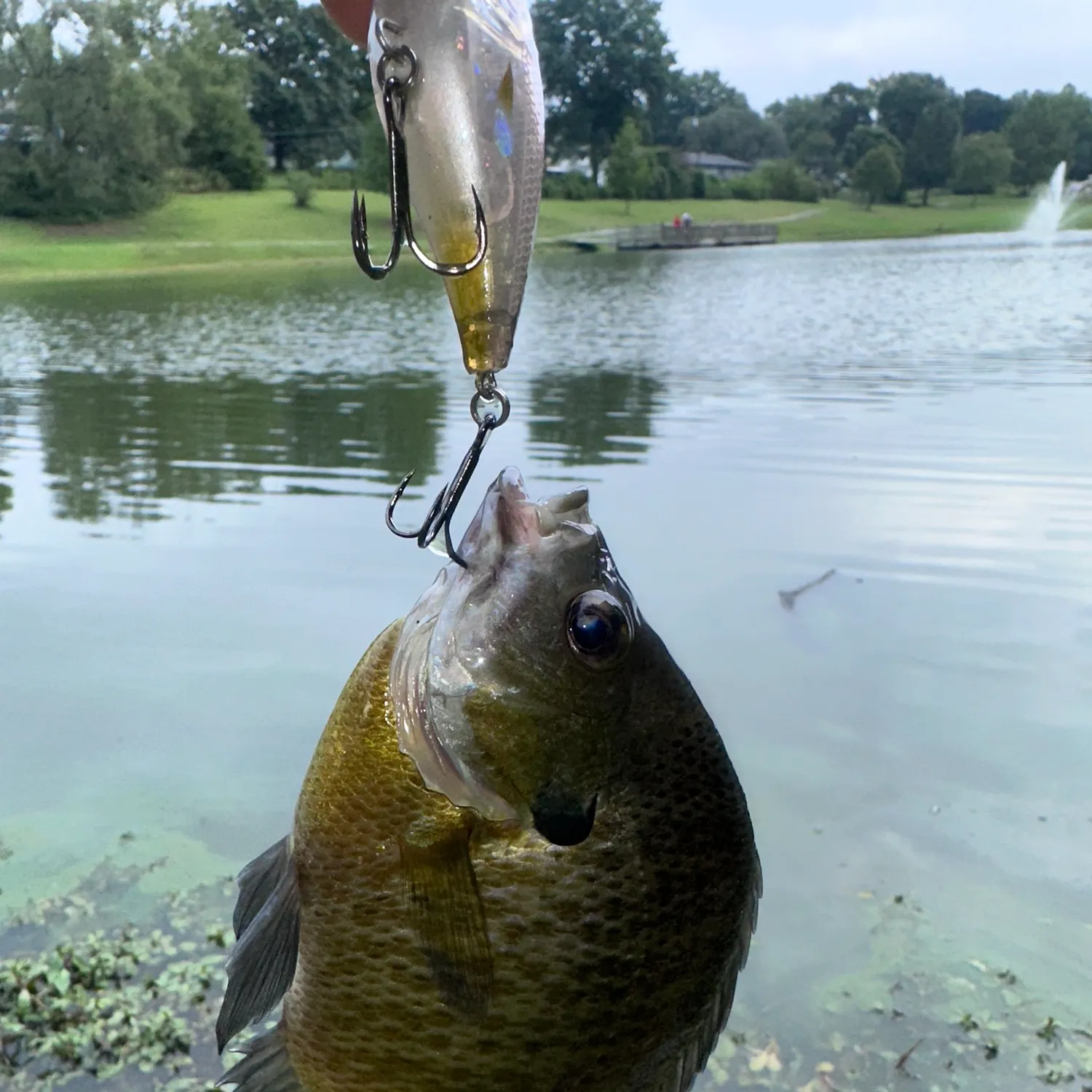 Bluegill caught on Fishbrain