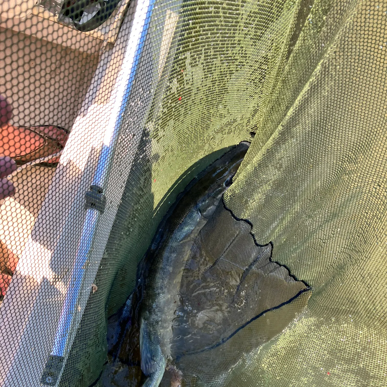 Northern pike caught on Fishbrain