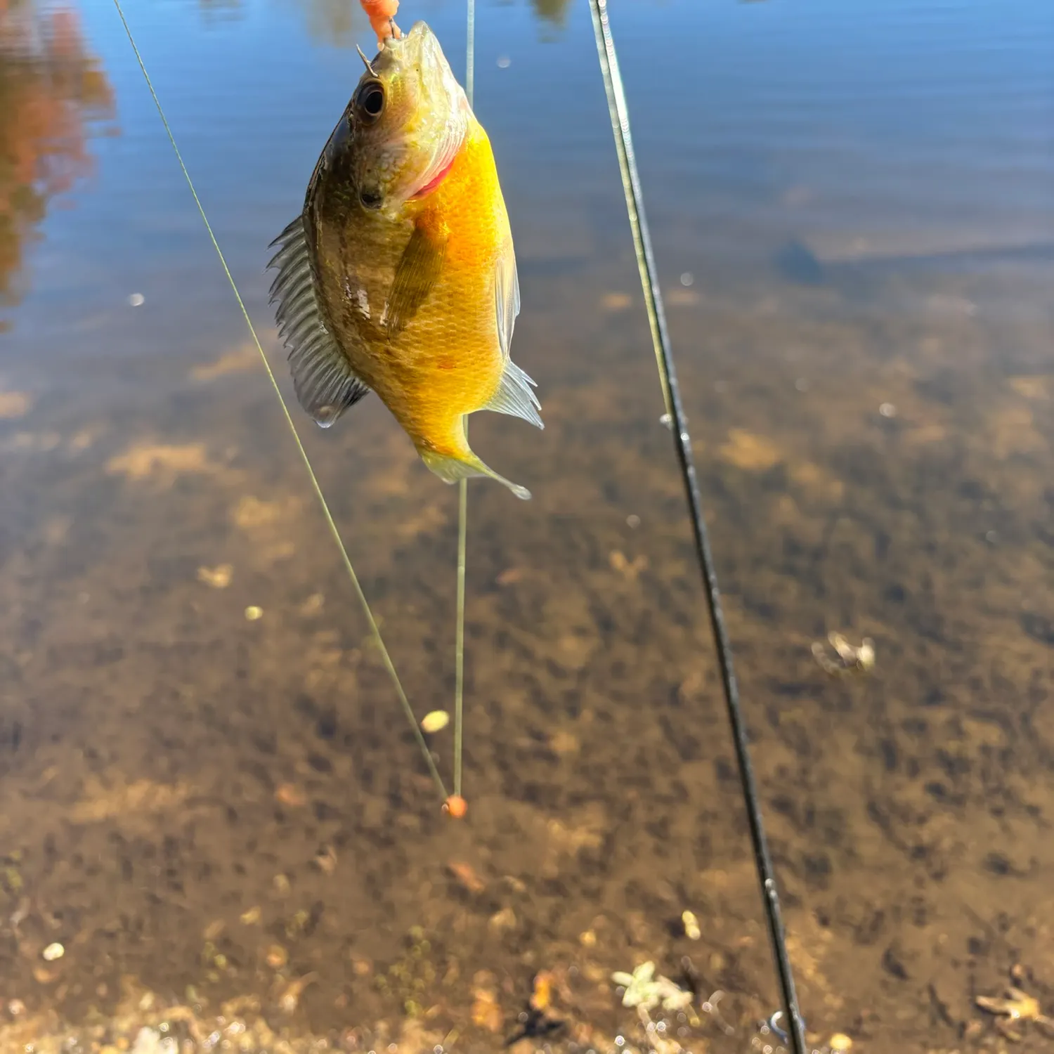 Bluegill caught on Fishbrain