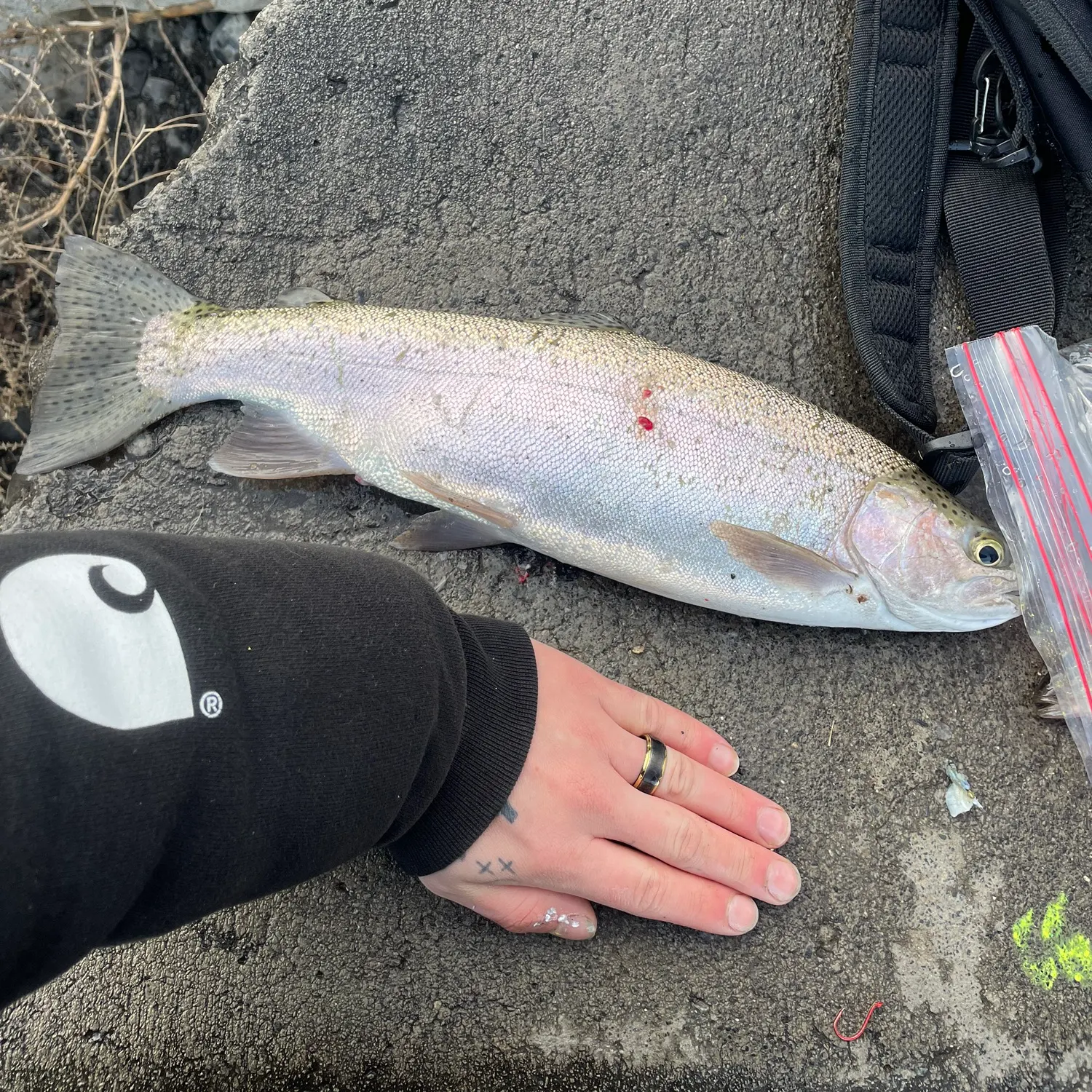 recently logged catches