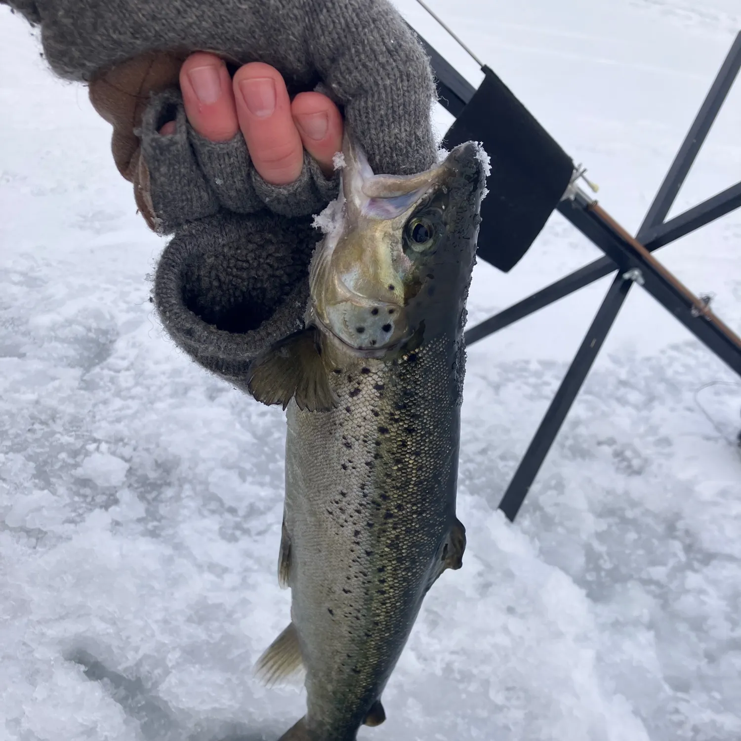 The most recent Landlocked atlantic salmon catches on Fishbrain
