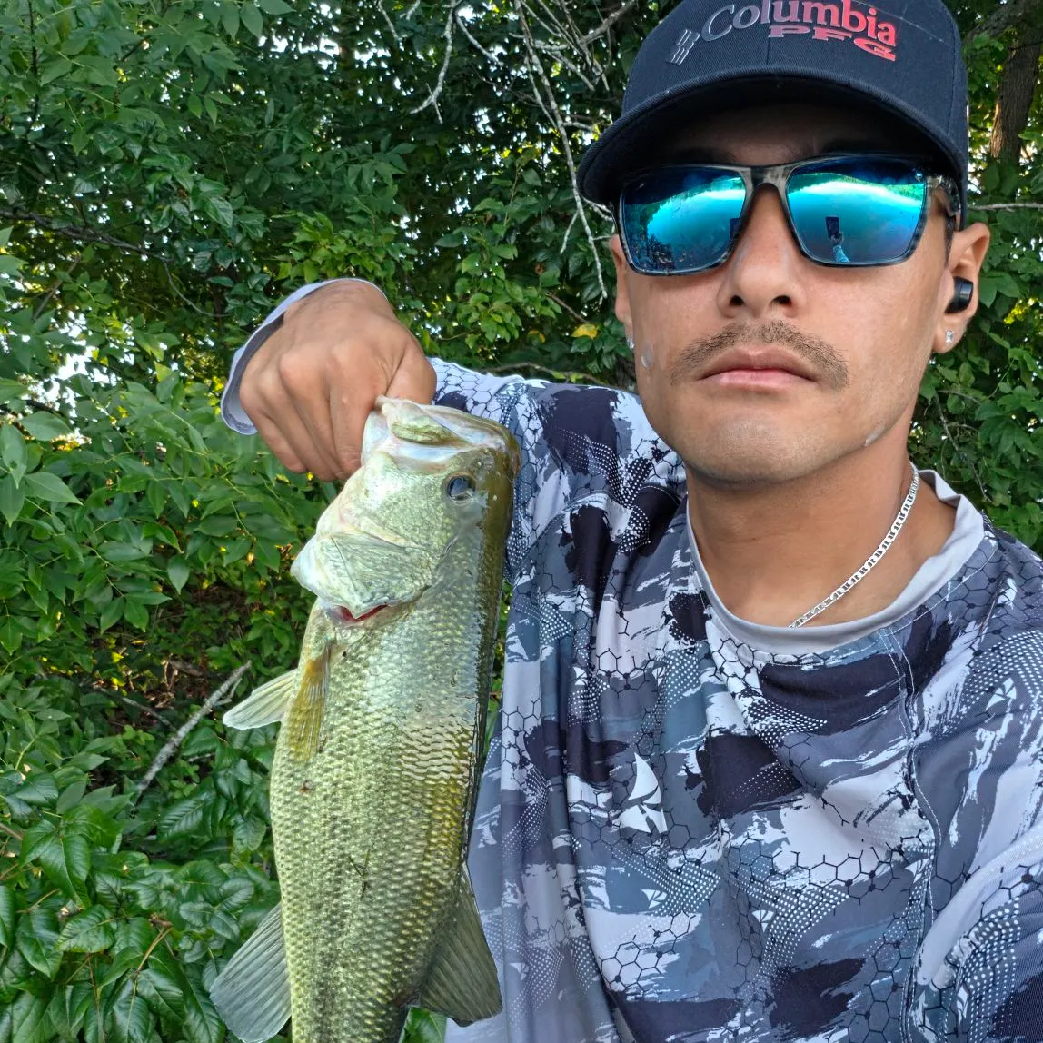 Largemouth bass caught on Fishbrain