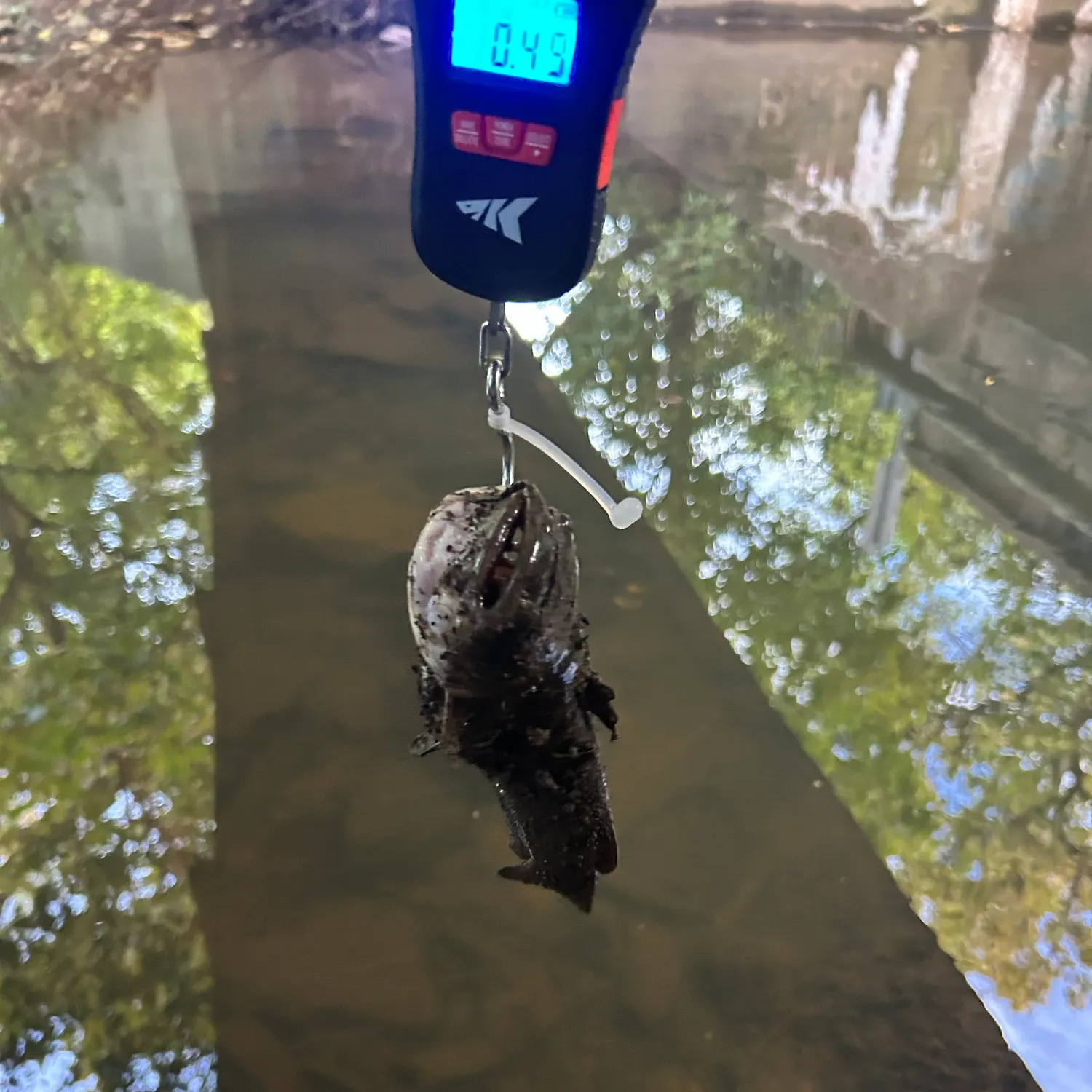 Yellow bullhead caught on Fishbrain
